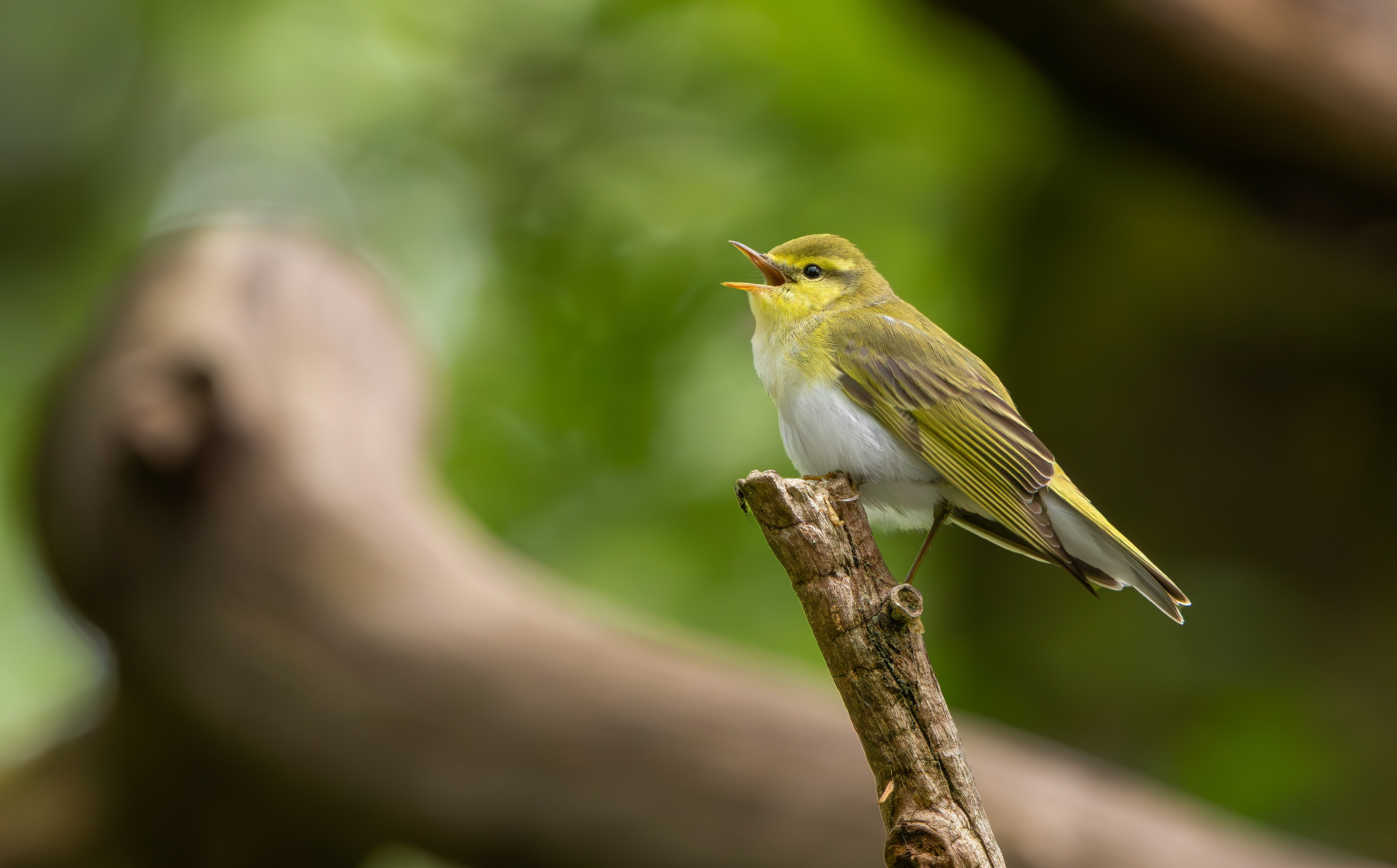 Wood Warbler, Peak District