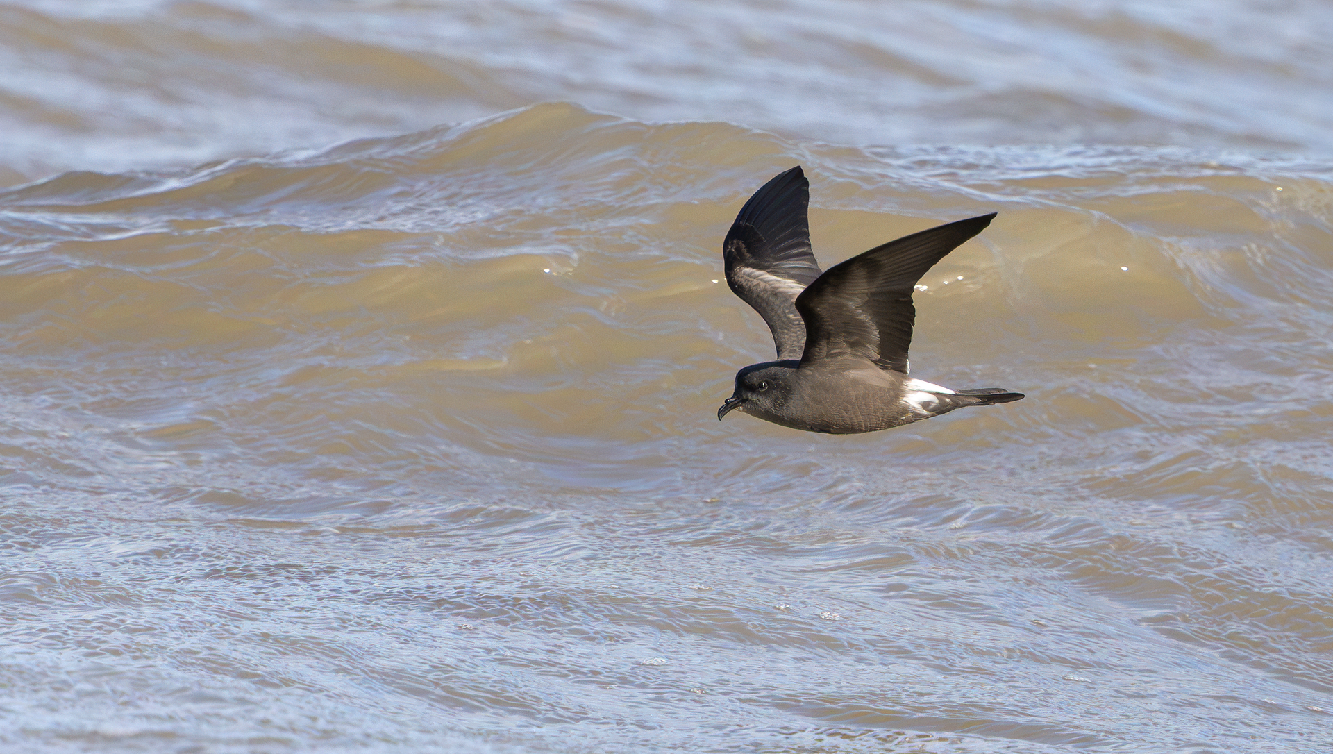 Leach's Storm Petrel, Wallasey, Cheshire