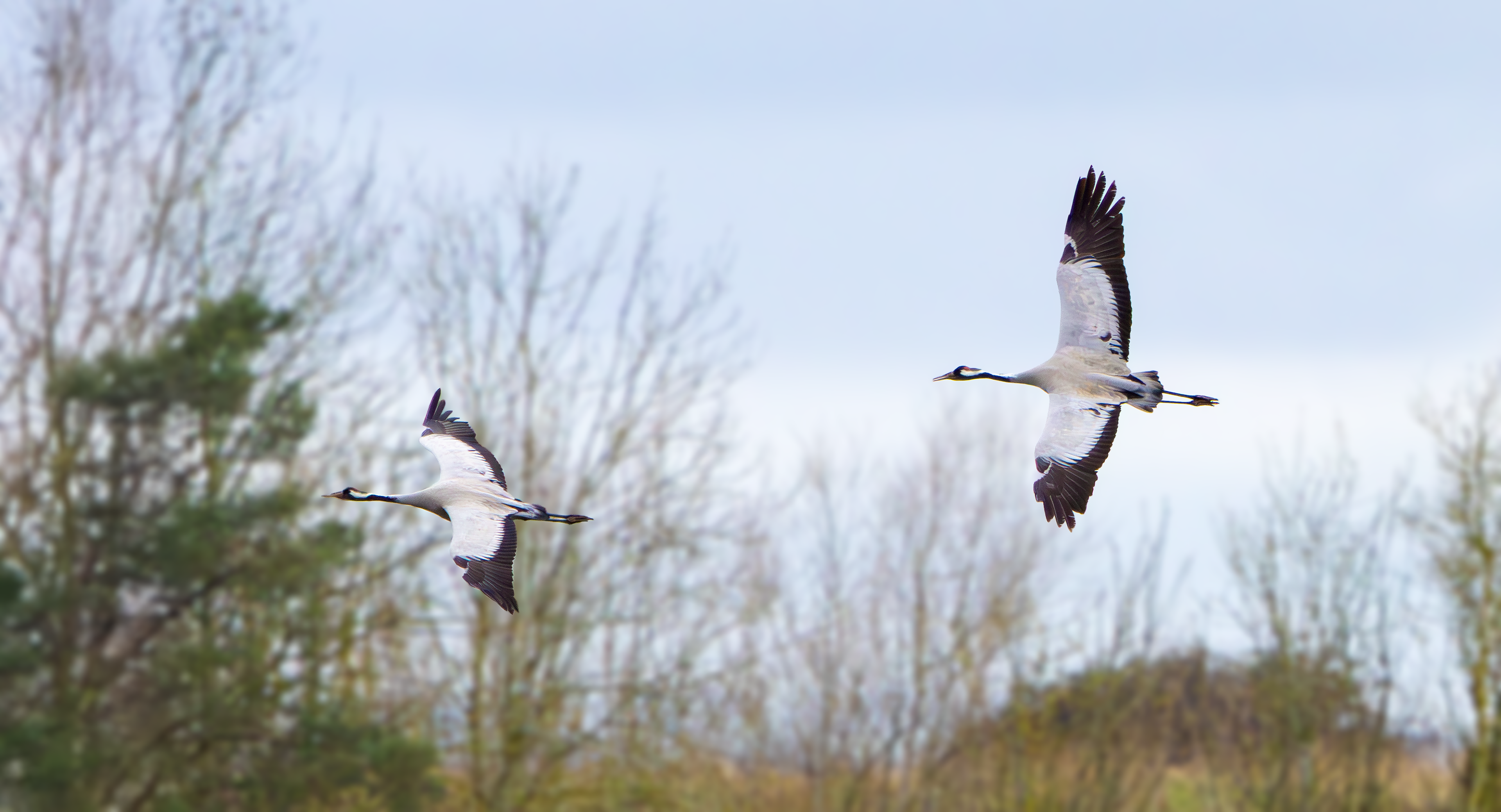Common Cranes, Willow Tree Fen LWT, Lincolnshire