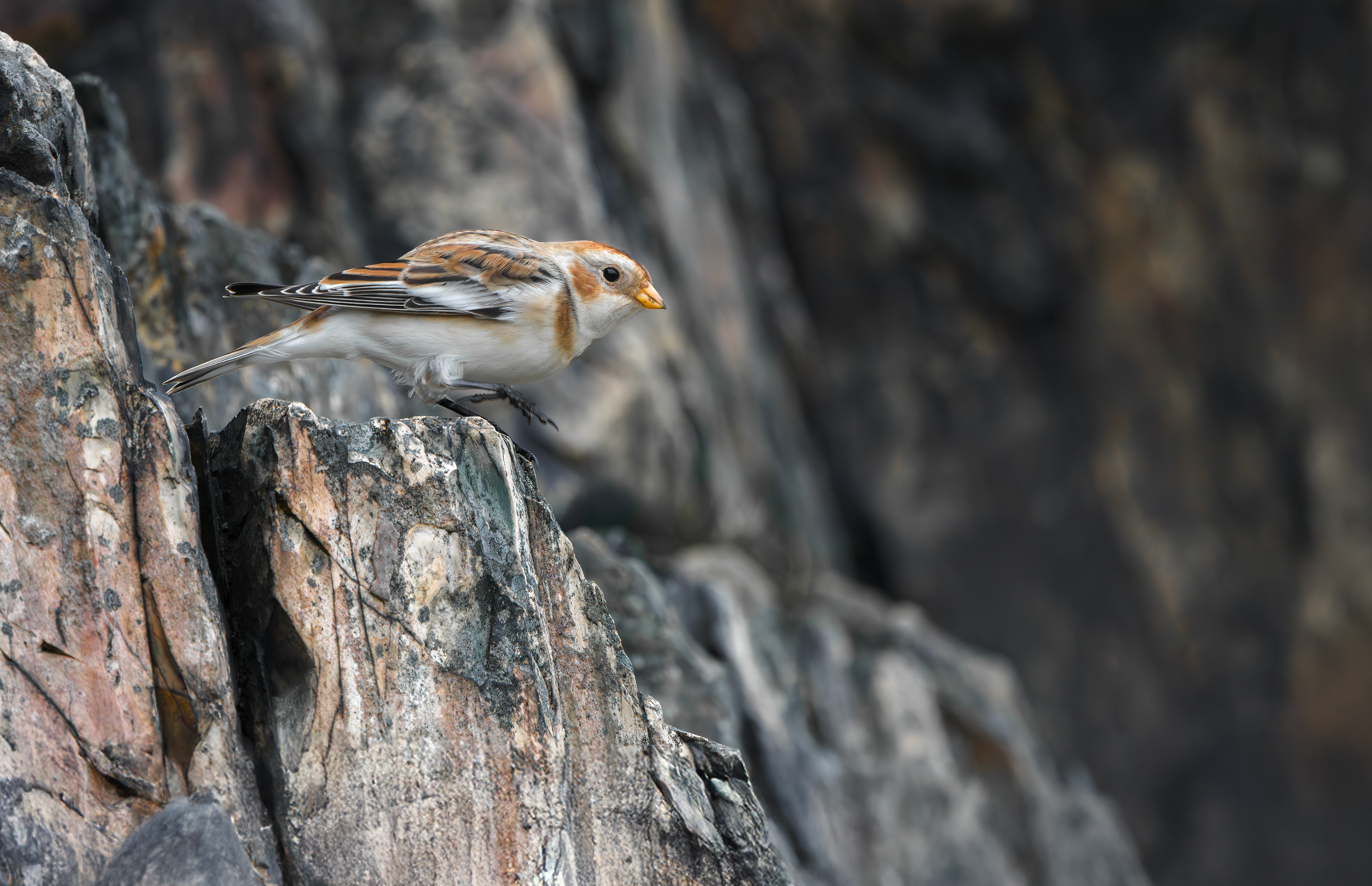 Snow Bunting, Beacon Hill, Leicestershire