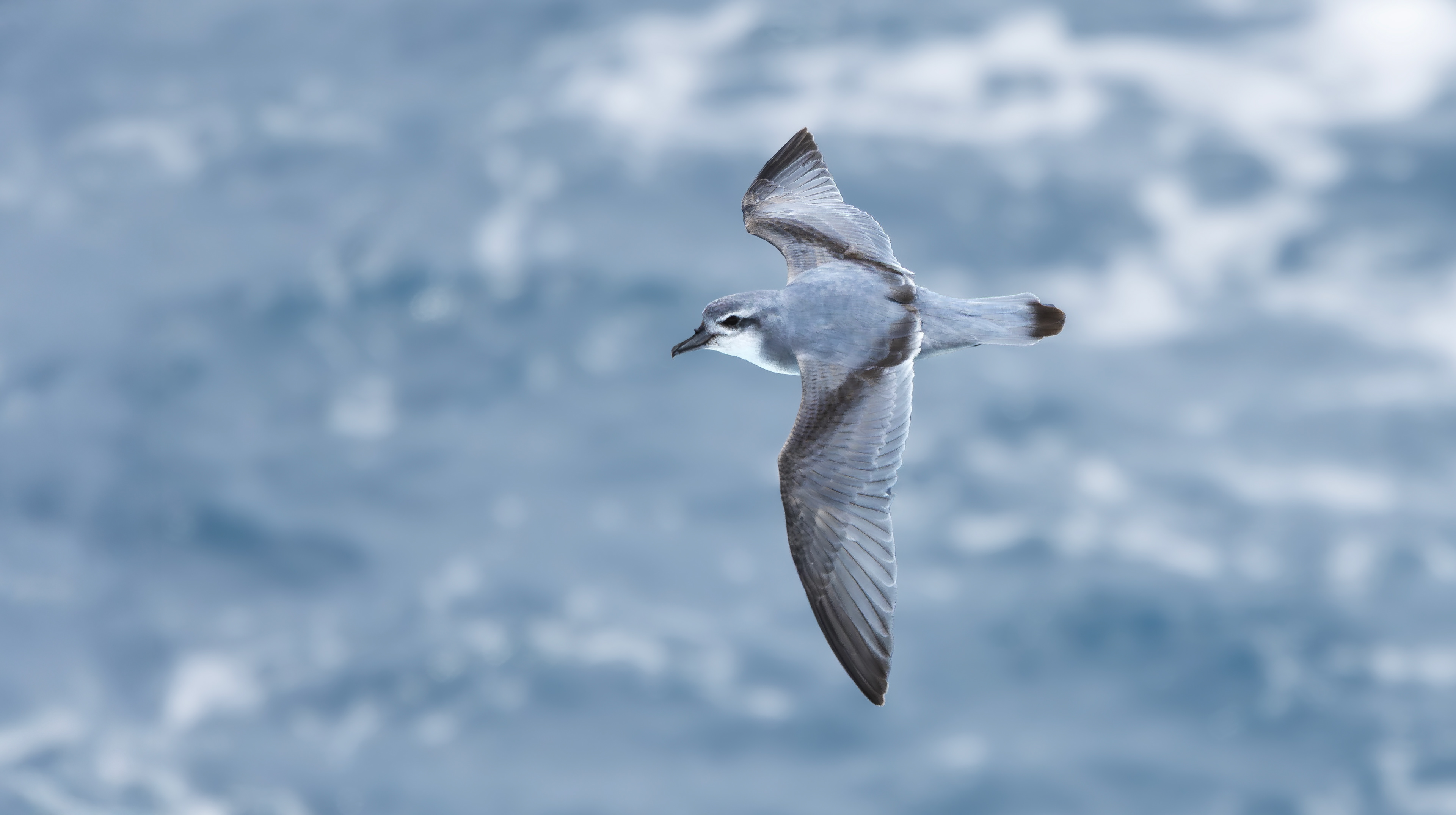 Salvin's Prion, Marion Island
