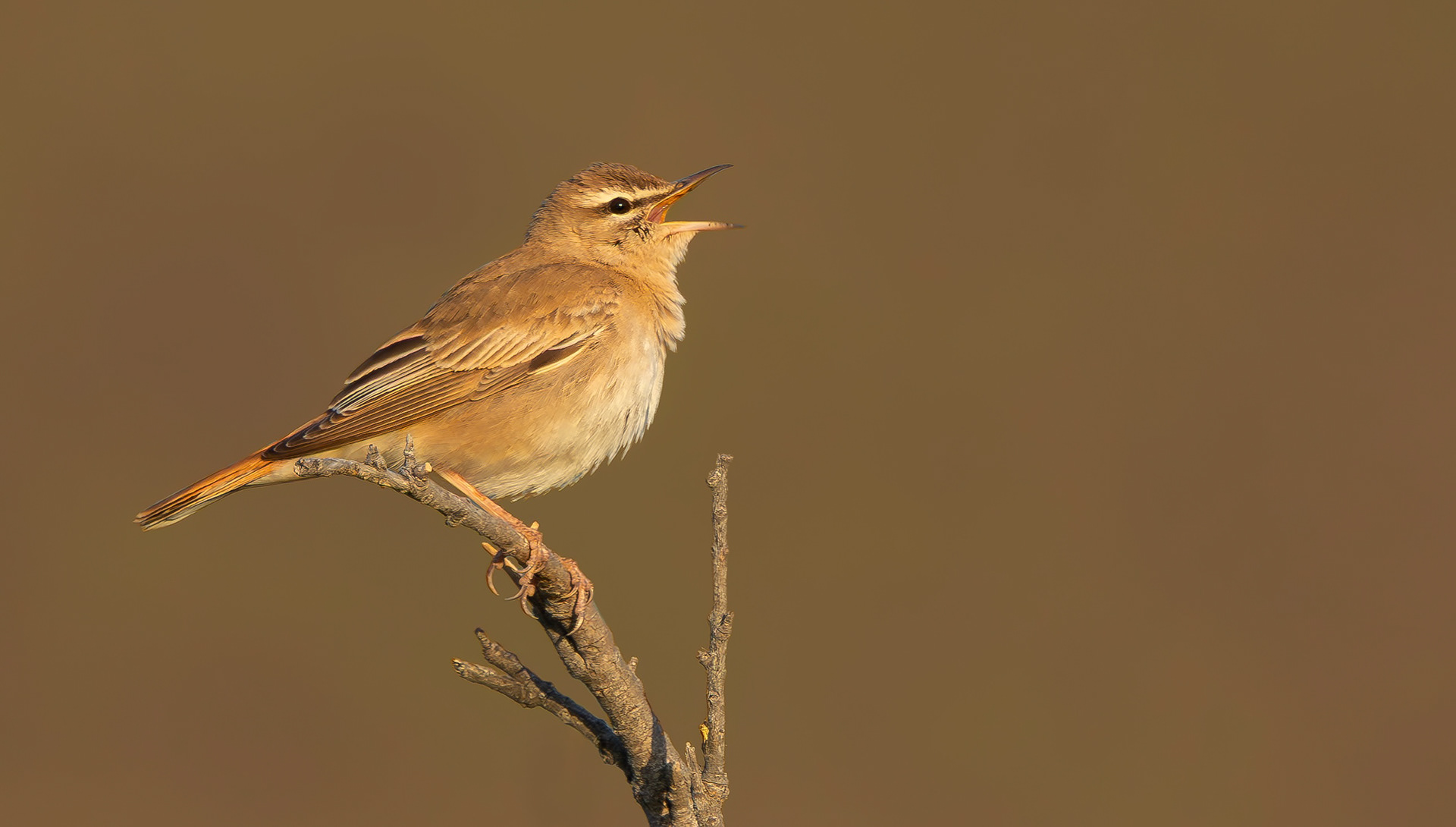 Rufuous-tailed Scrub Robin, Lesvos