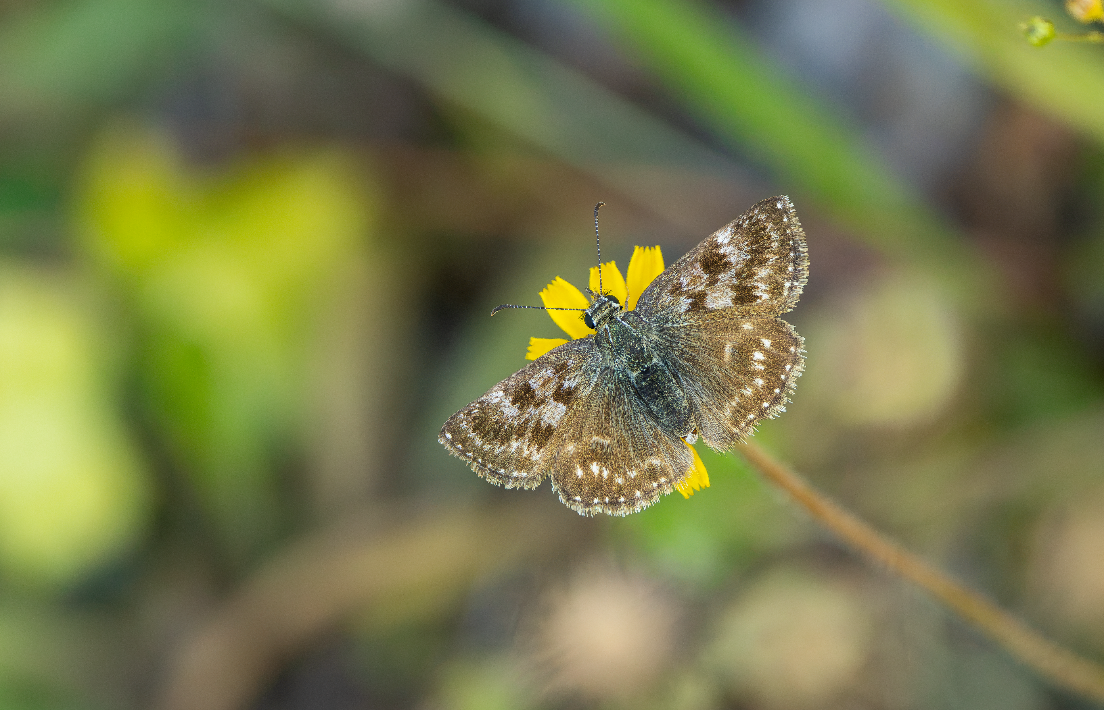 Dingy Skipper, Pitstone Quarry, Buckinghamshire