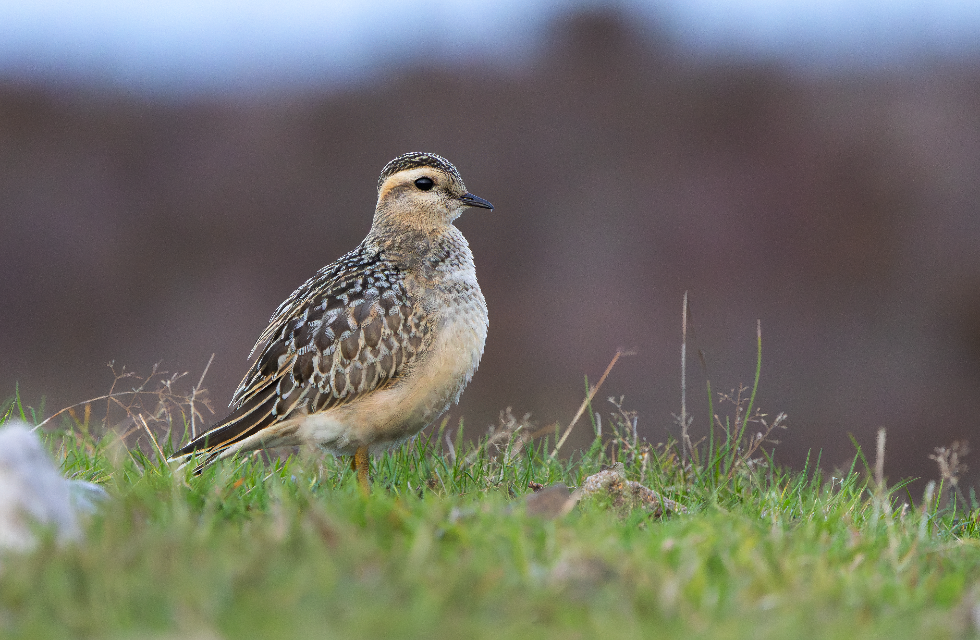 Eurasian Dotterel, Burbage Moor, South Yorkshire