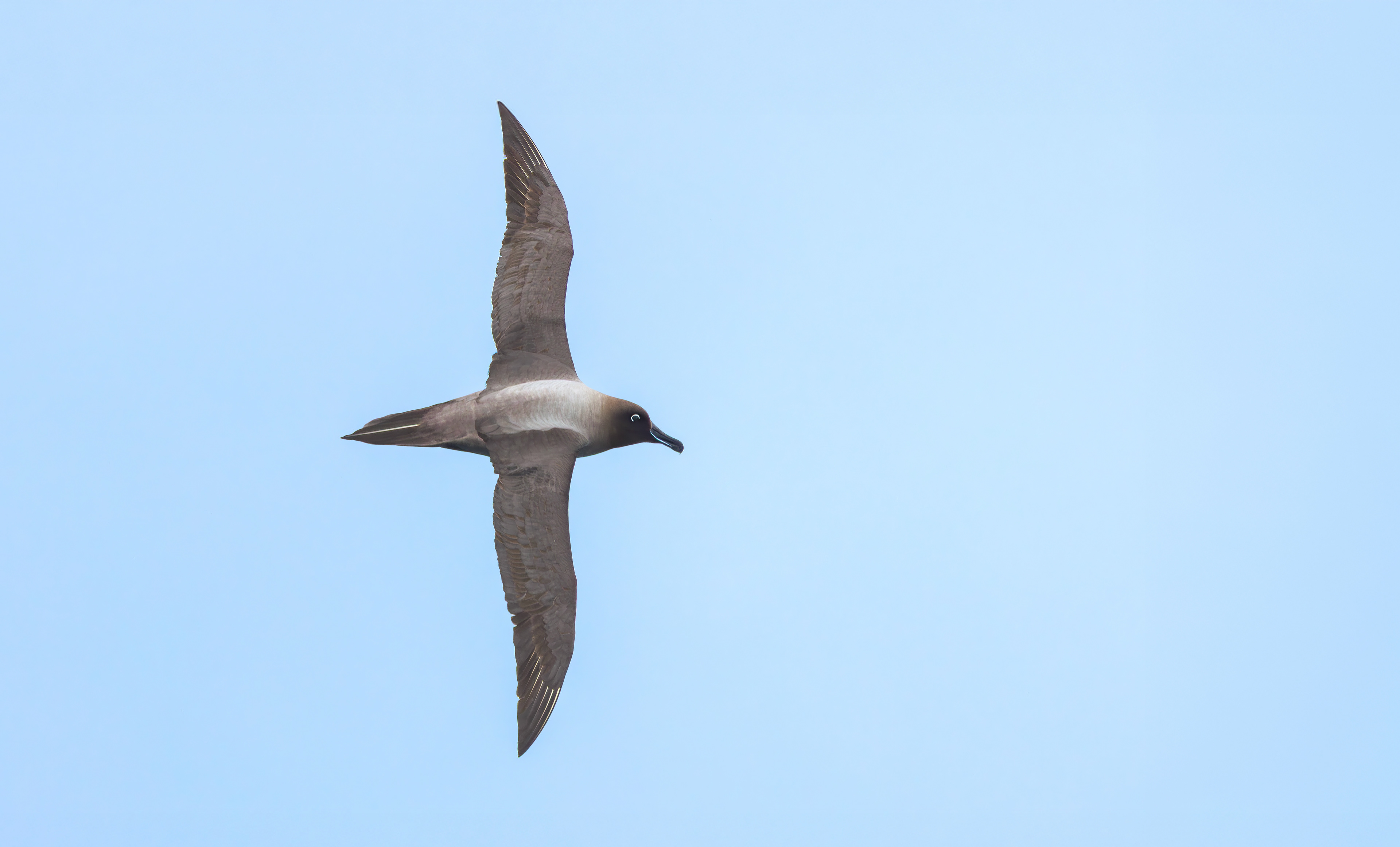 Light-mantled Albatross