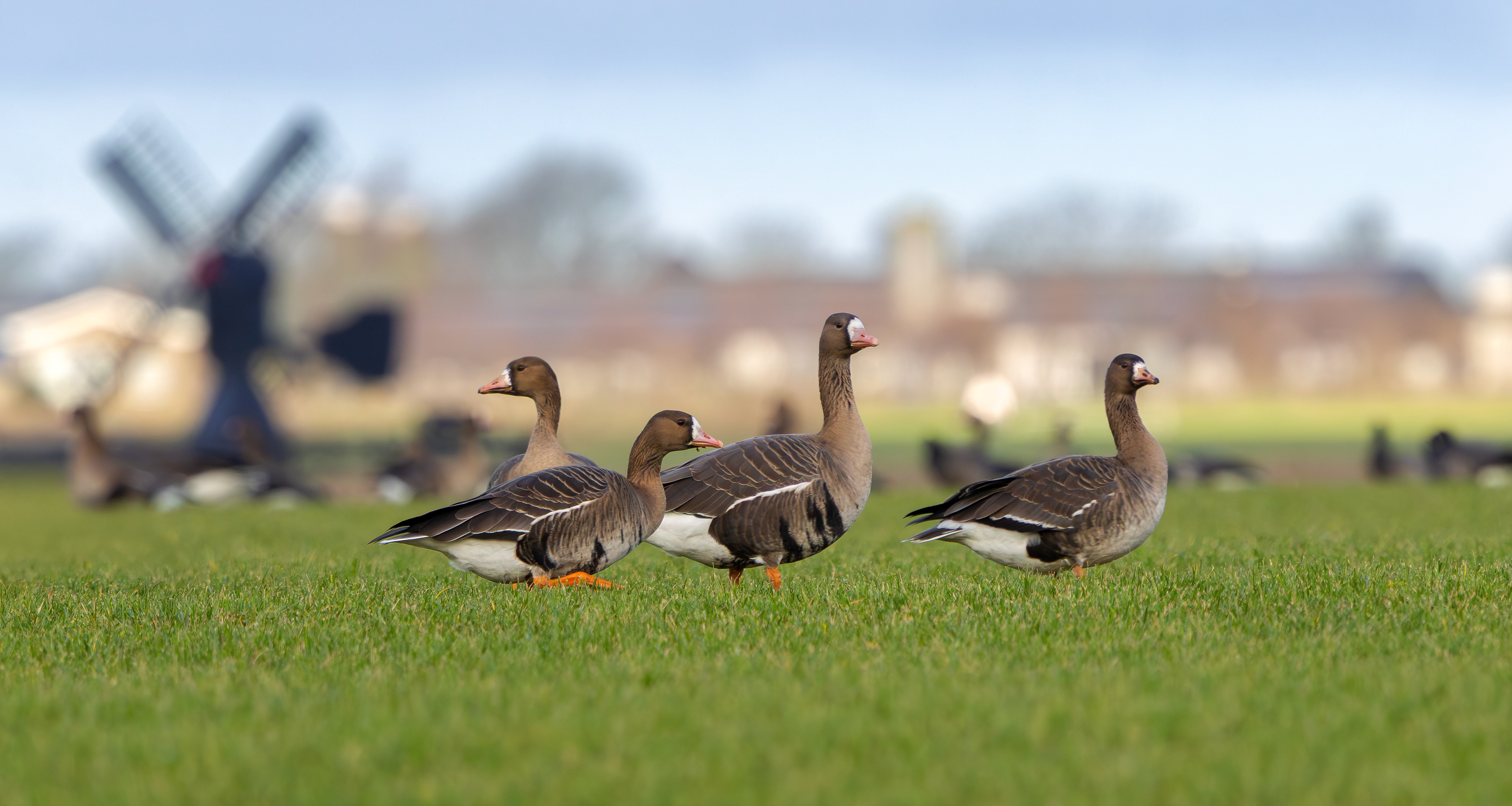 Russian White-fronted Geese, Texel