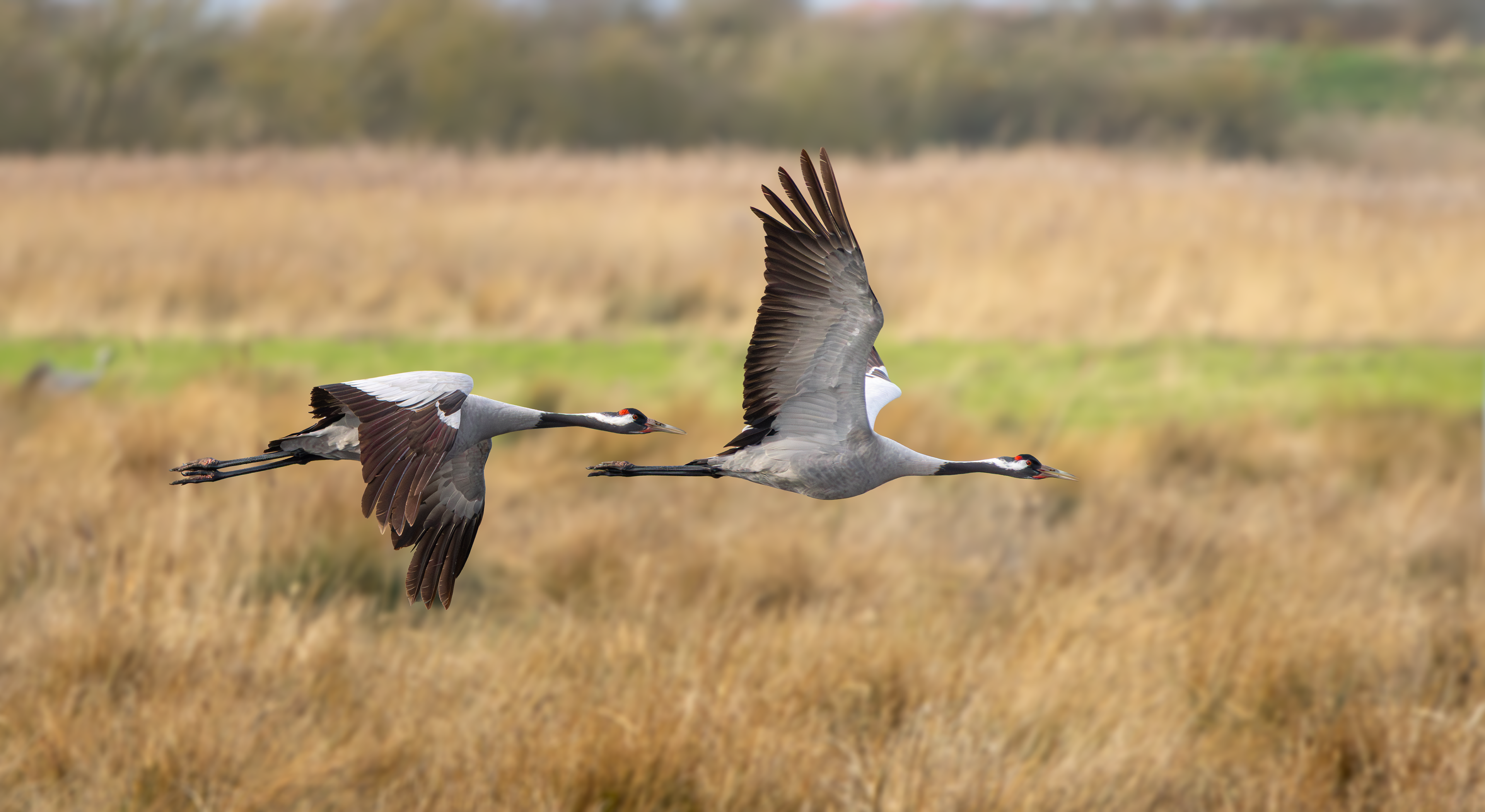 Common Cranes, Willow Tree Fen LWT, Lincolnshire
