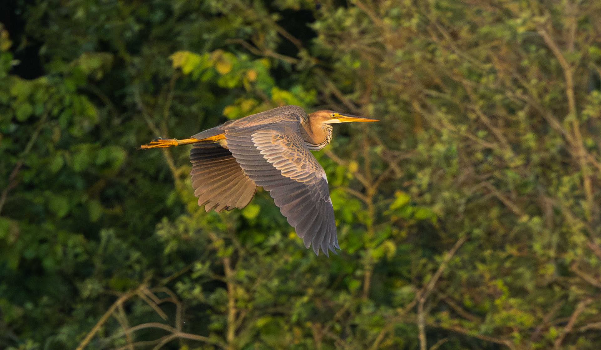 Purple Heron, Holme Pierrepont, Nottinghamshire