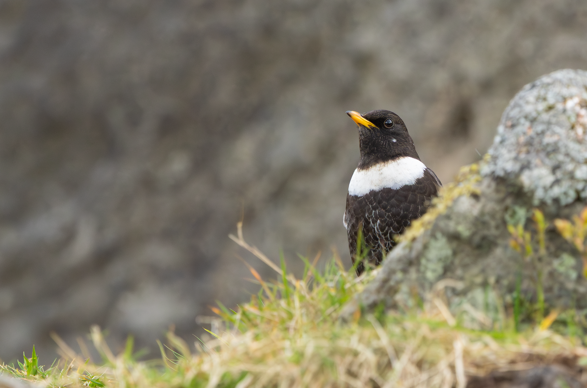 Ring Ouzel, Peak District, South Yorkshire