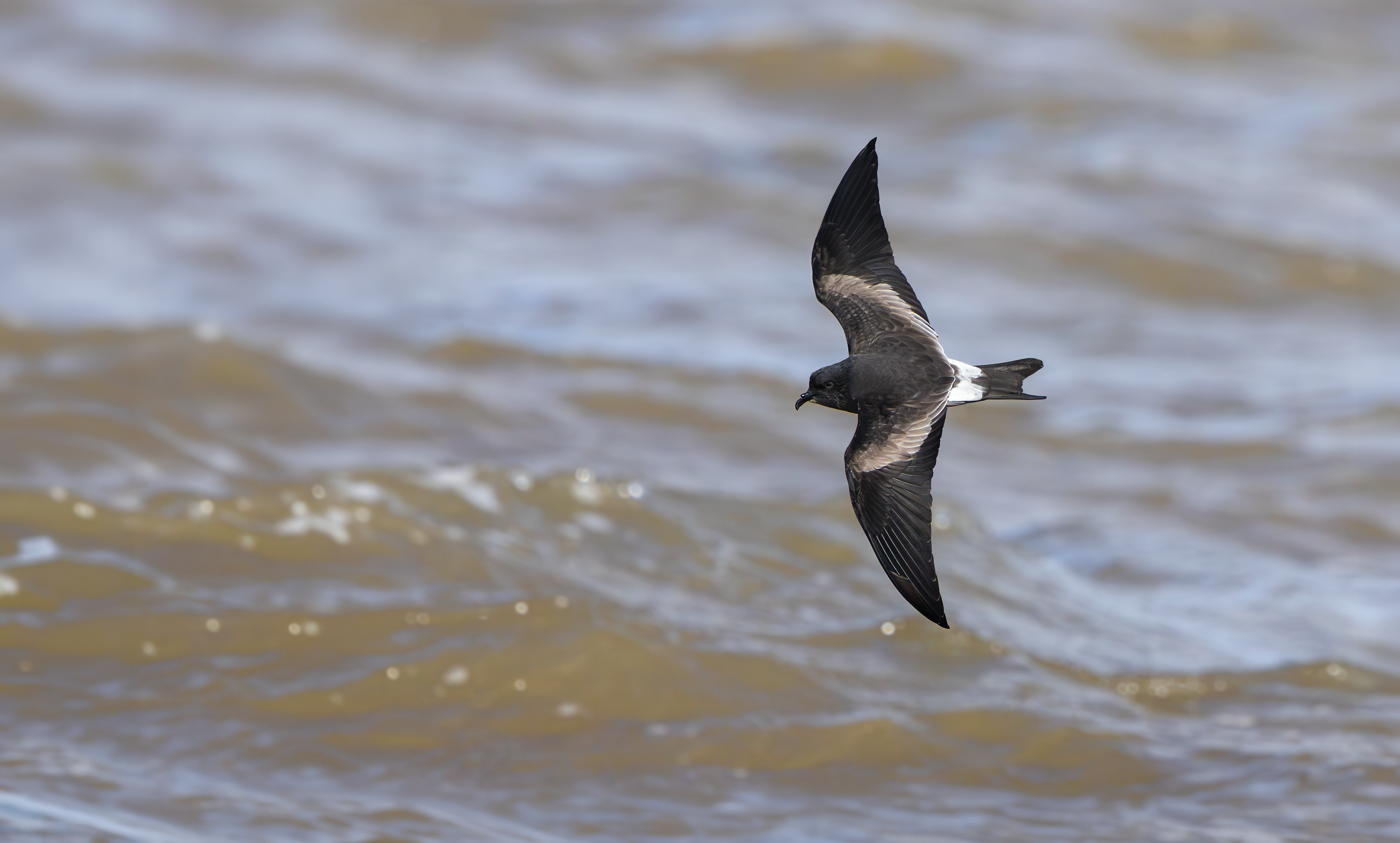 Leach's Storm Petrel, Wallasey, Cheshire