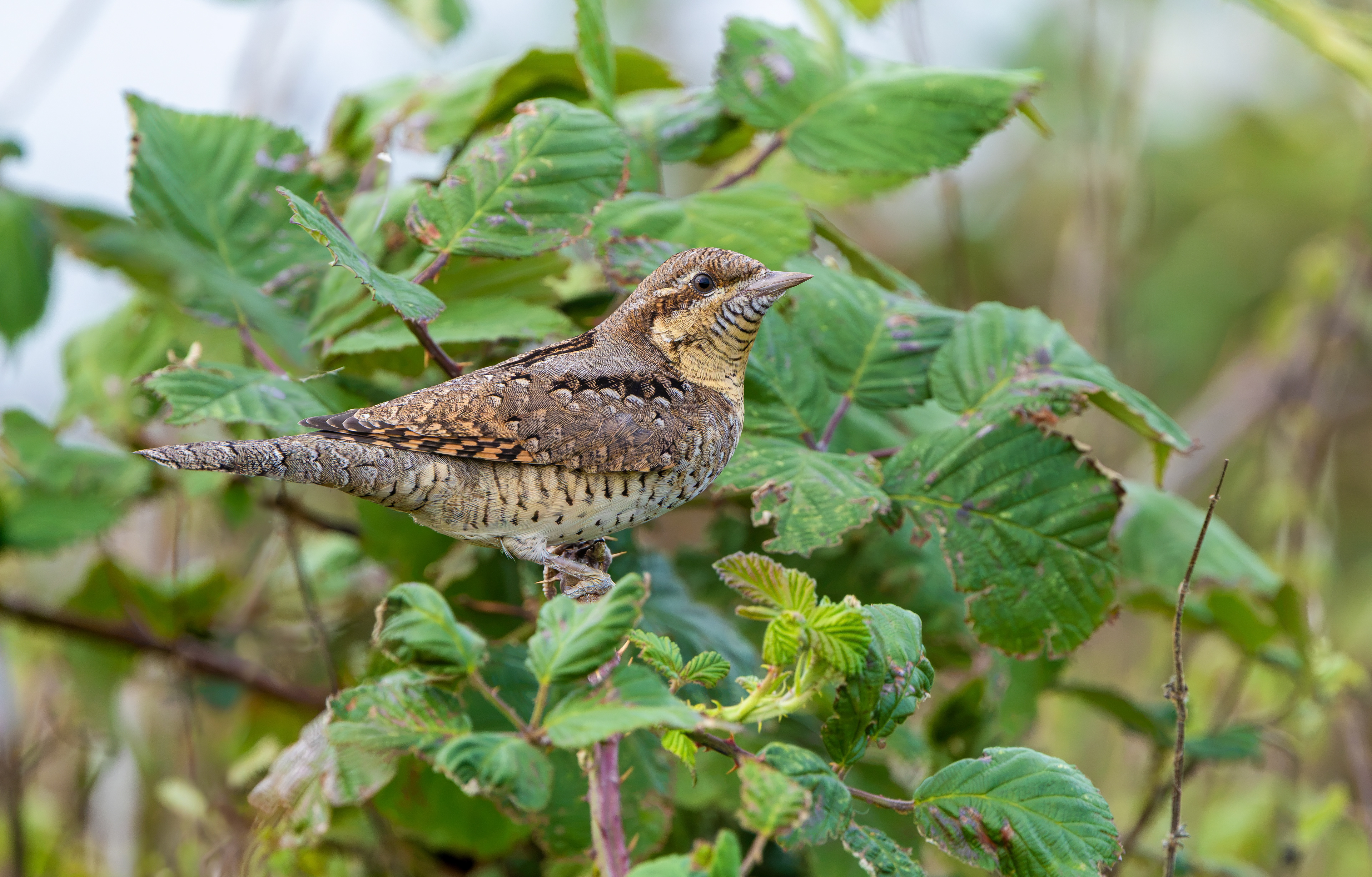 Wryneck, Freiston Shore RSPB, Lincolnshire