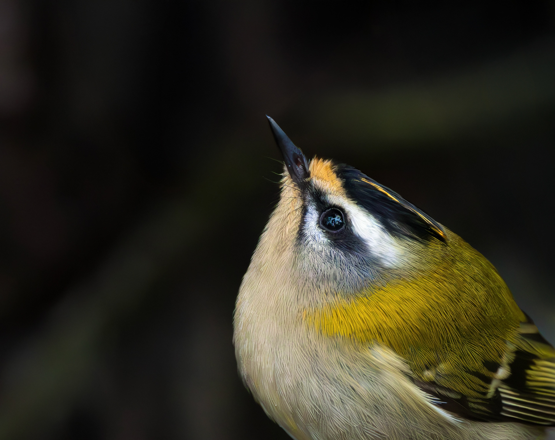 Firecrest, Titchwell RSPB, Norfolk