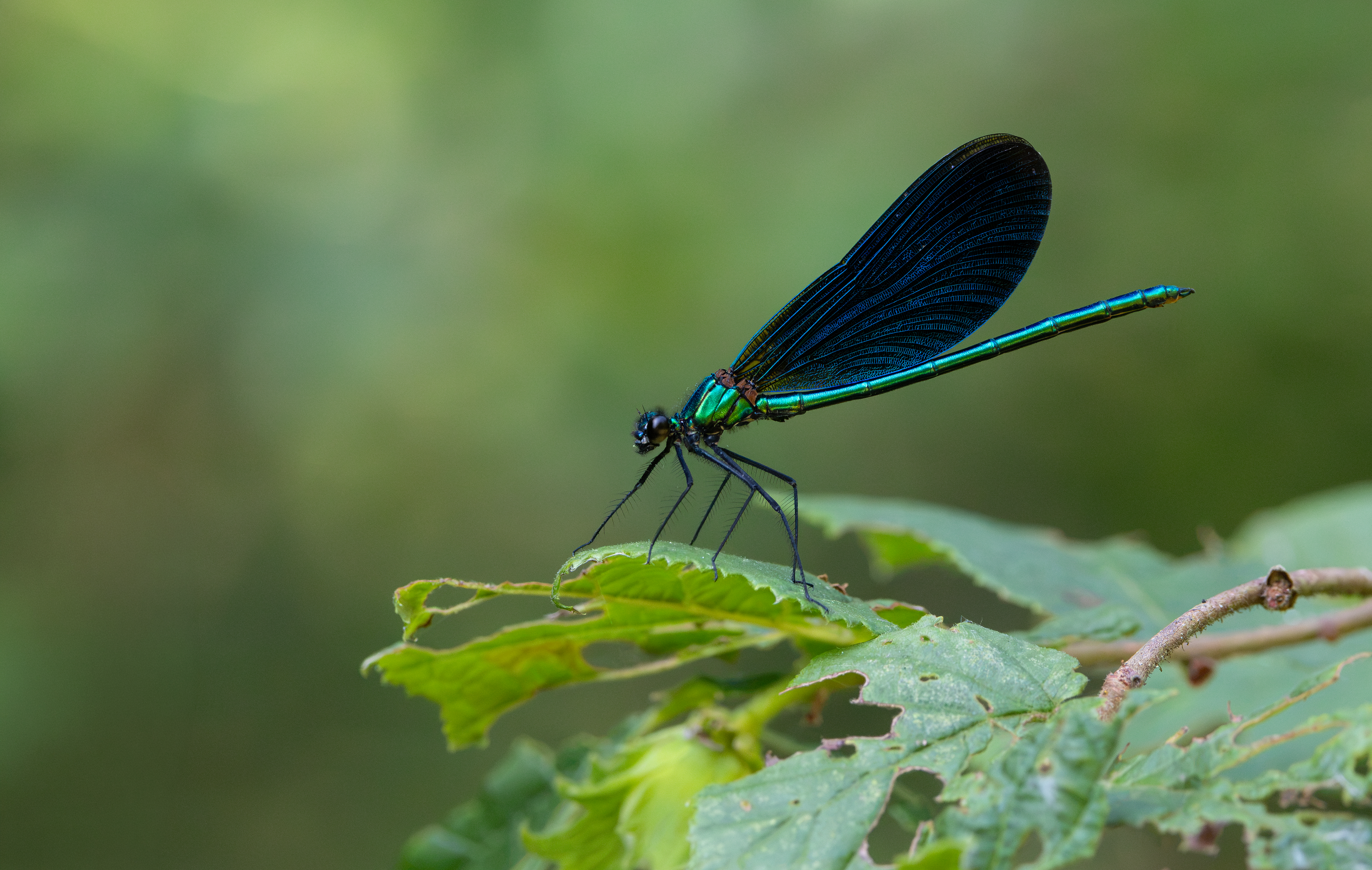 Beautiful Demoiselle, Bucknell Woods, Northamptonshire