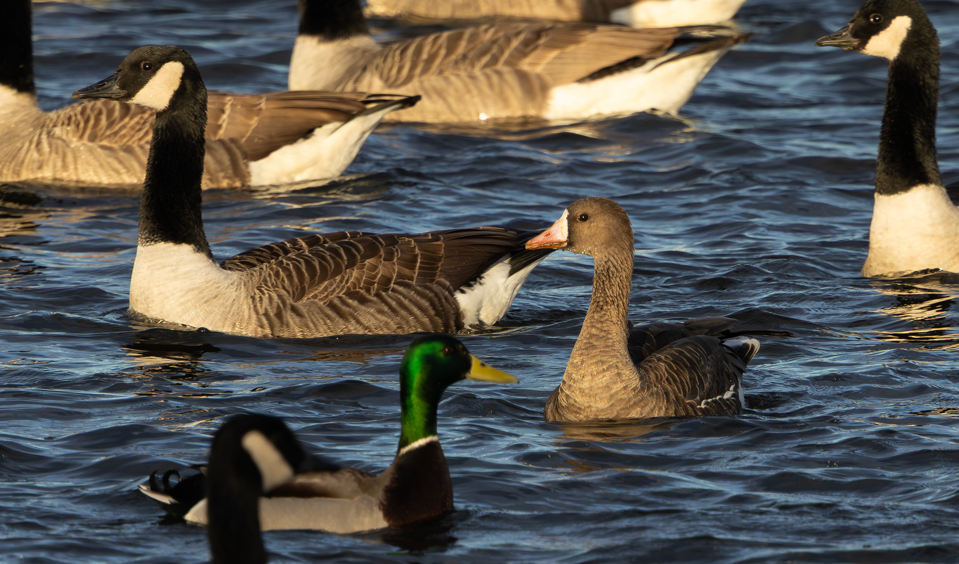 Russian White-fronted Goose, Stoke Bardolph, Nottinghamshire