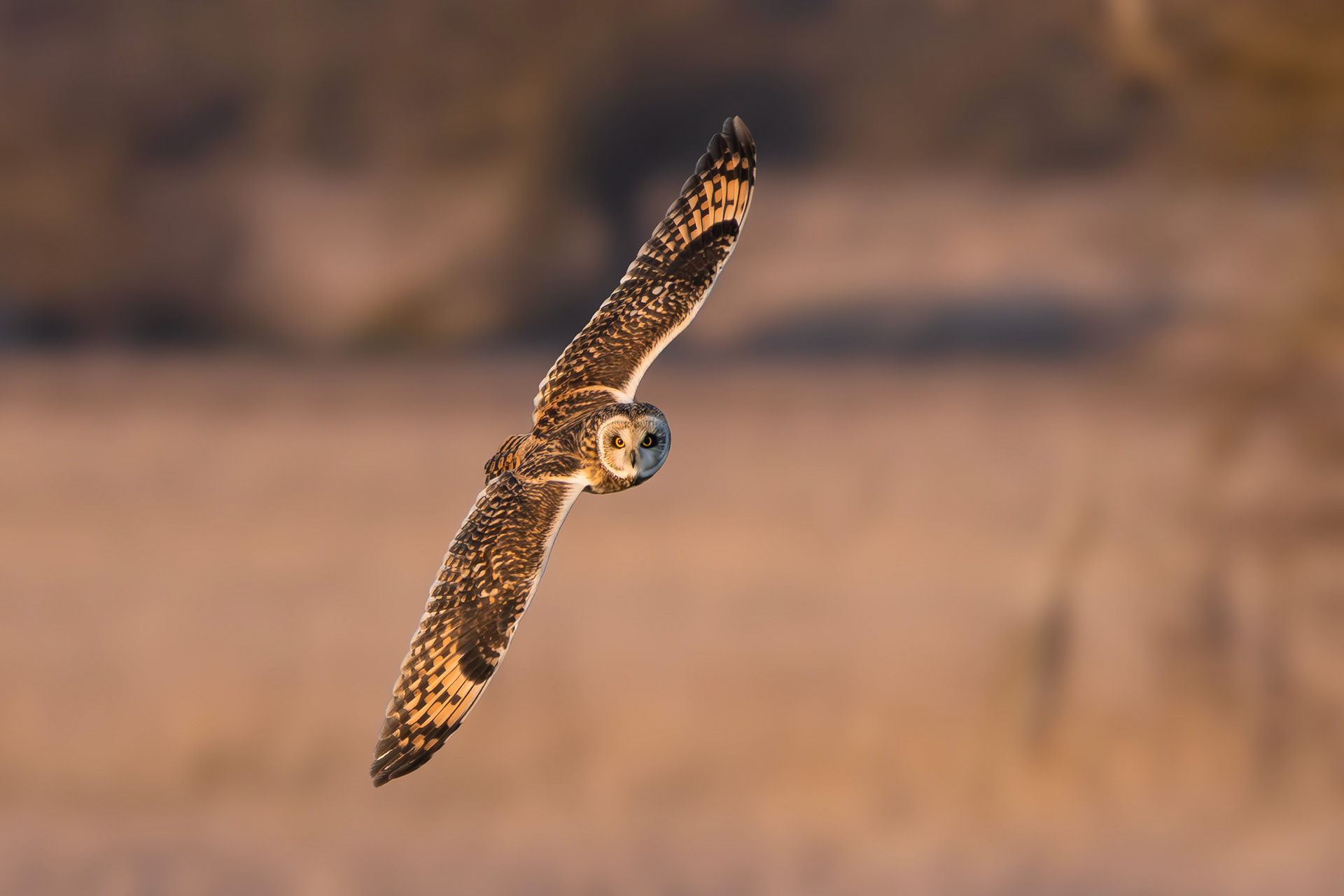 Short-eared Owl, Lincolnshire