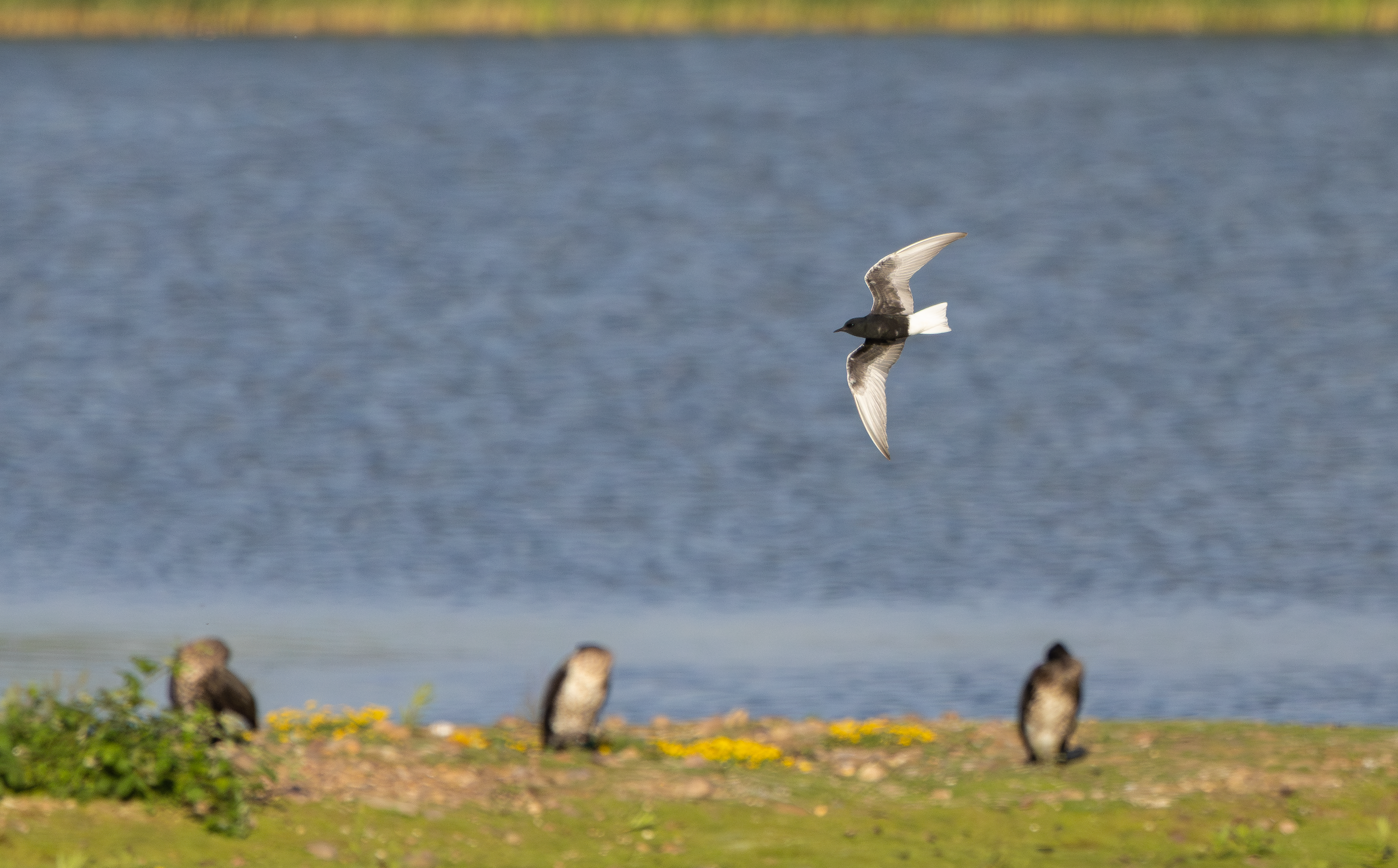 White-winged Black Tern, Holme Pierrepont, Nottinghamshire