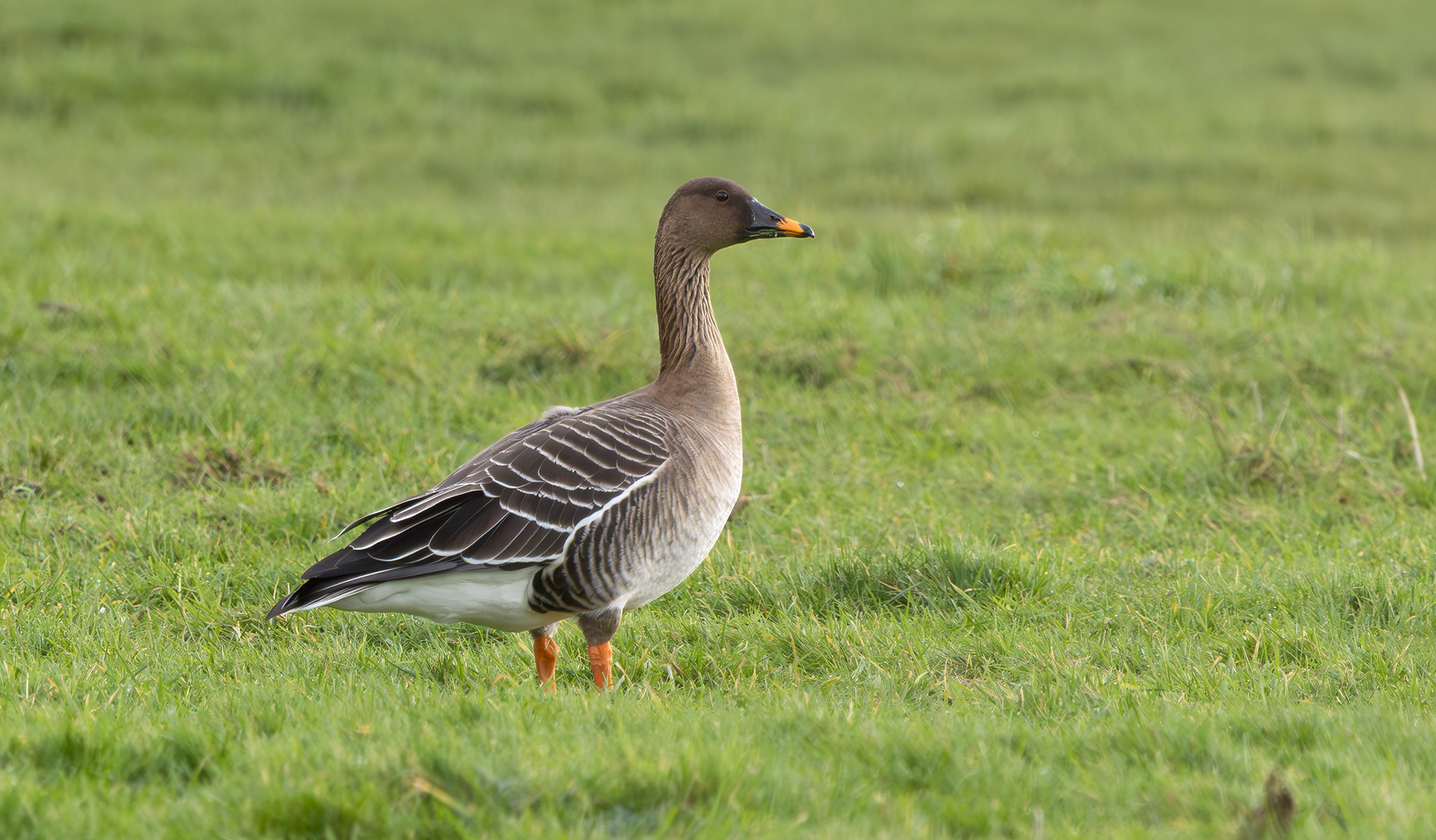 Tundra Bean Goose, Girton Pits, Nottinghamshire