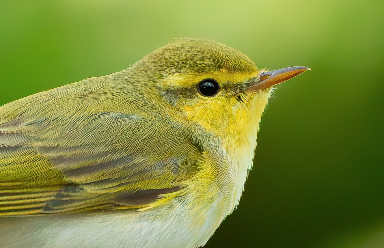 Wood Warbler, Peak District