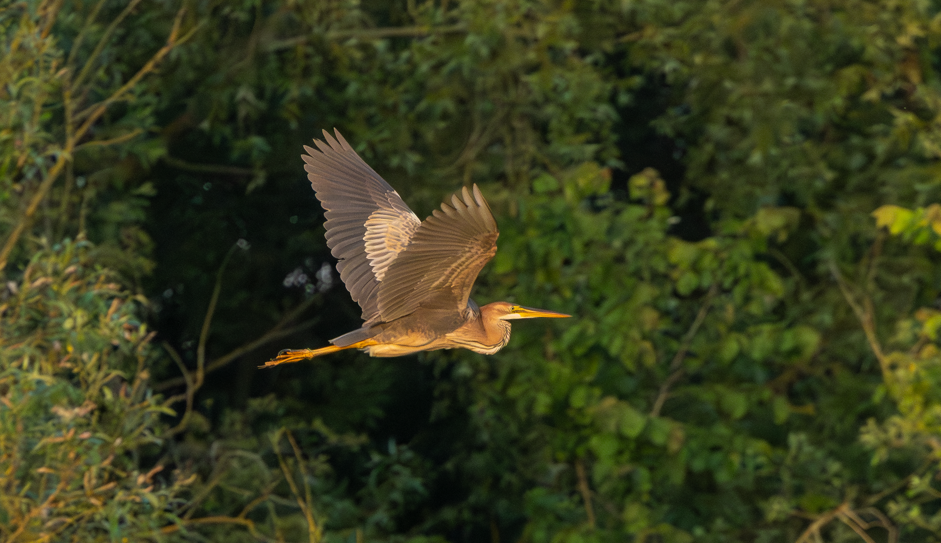 Purple Heron, Holme Pierrepont, Nottinghamshire