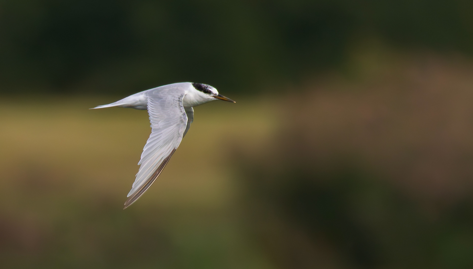 Little Tern, Holme Pierrepont, Nottinghamshire