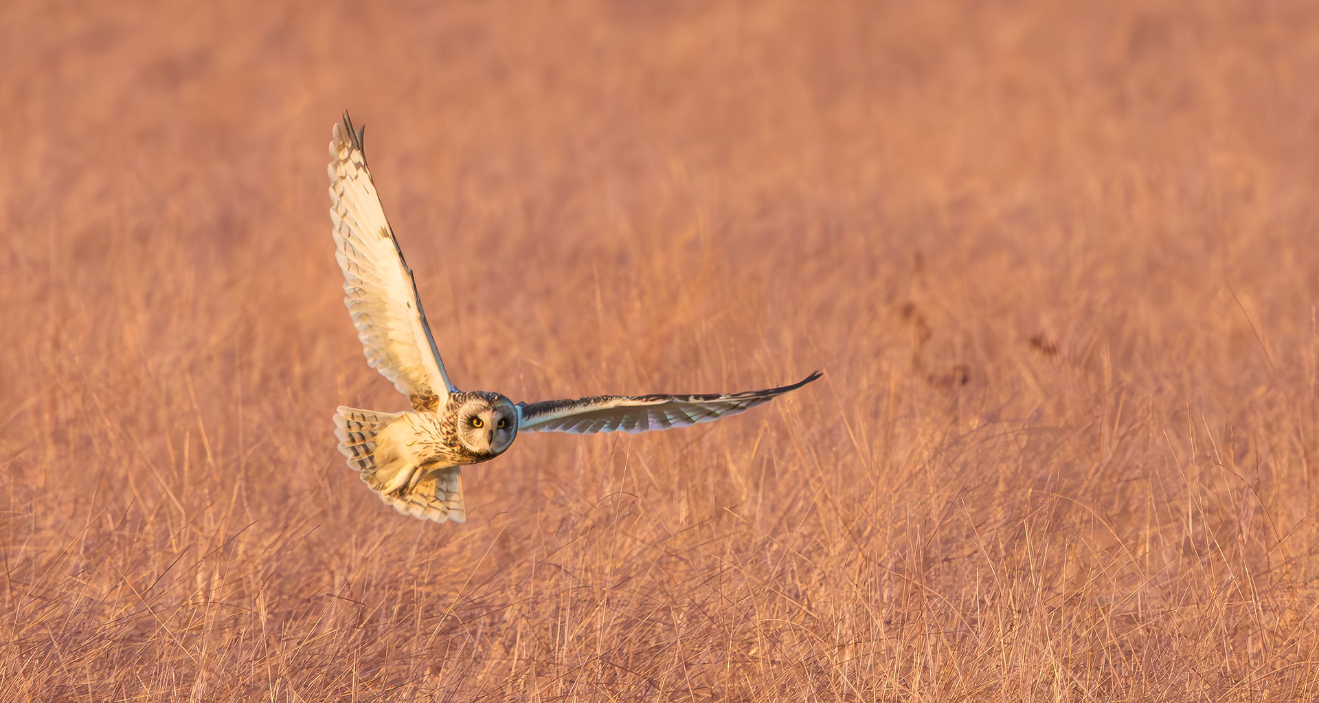 Short-eared Owl, Lincolnshire