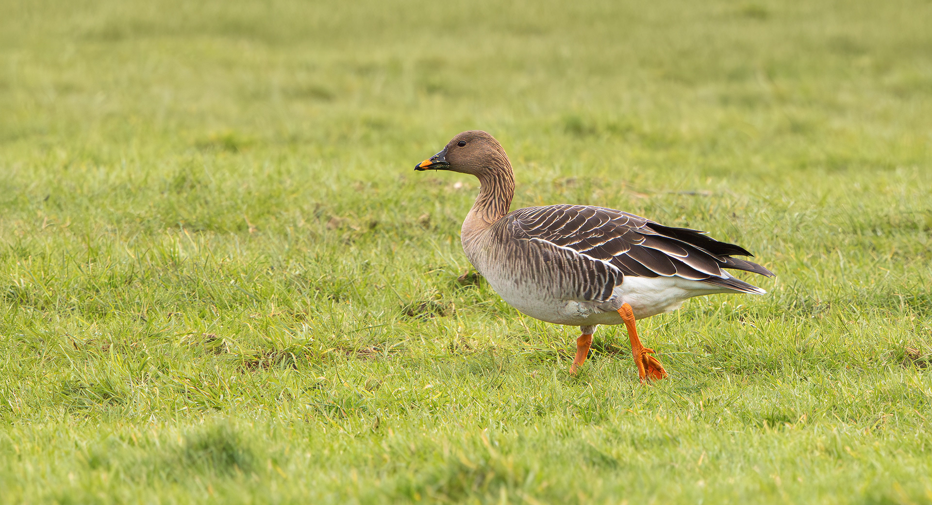 Tundra Bean Goose, Girton Pits, Nottinghamshire