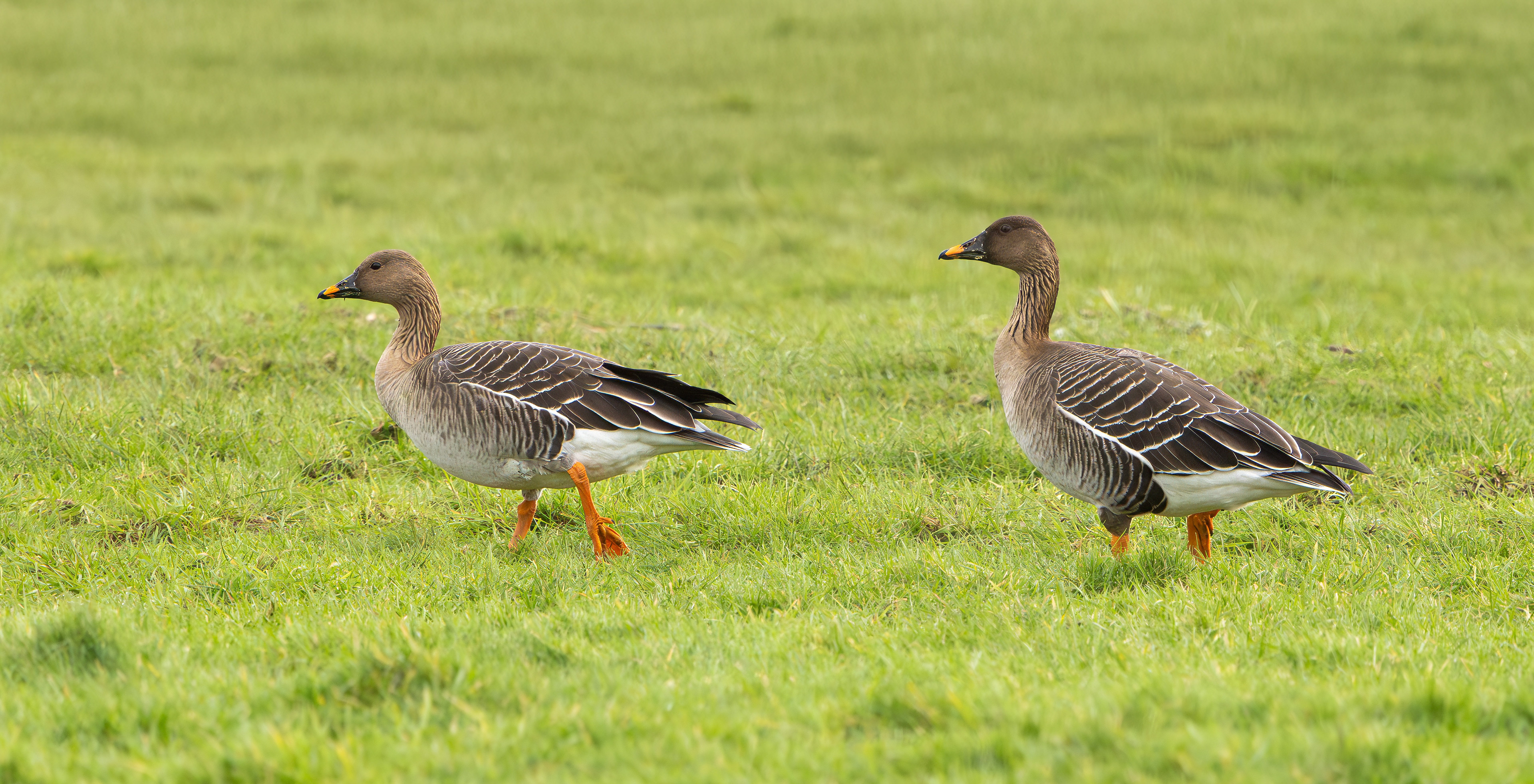 Tundra Bean Geese, Girton Pits, Nottinghamshire