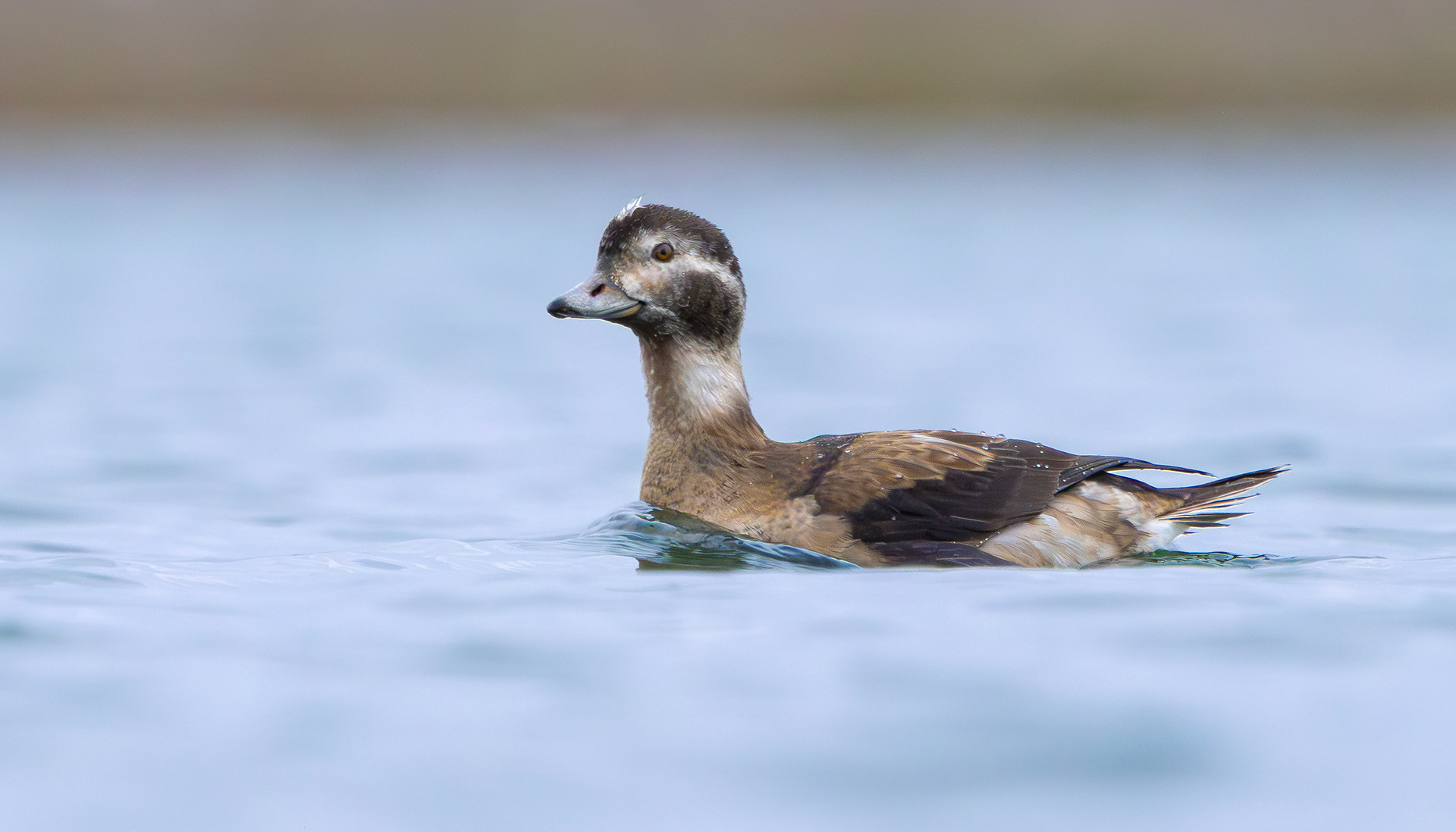 Long-tailed Duck, Kilvington Lakes, Nottinghamshire