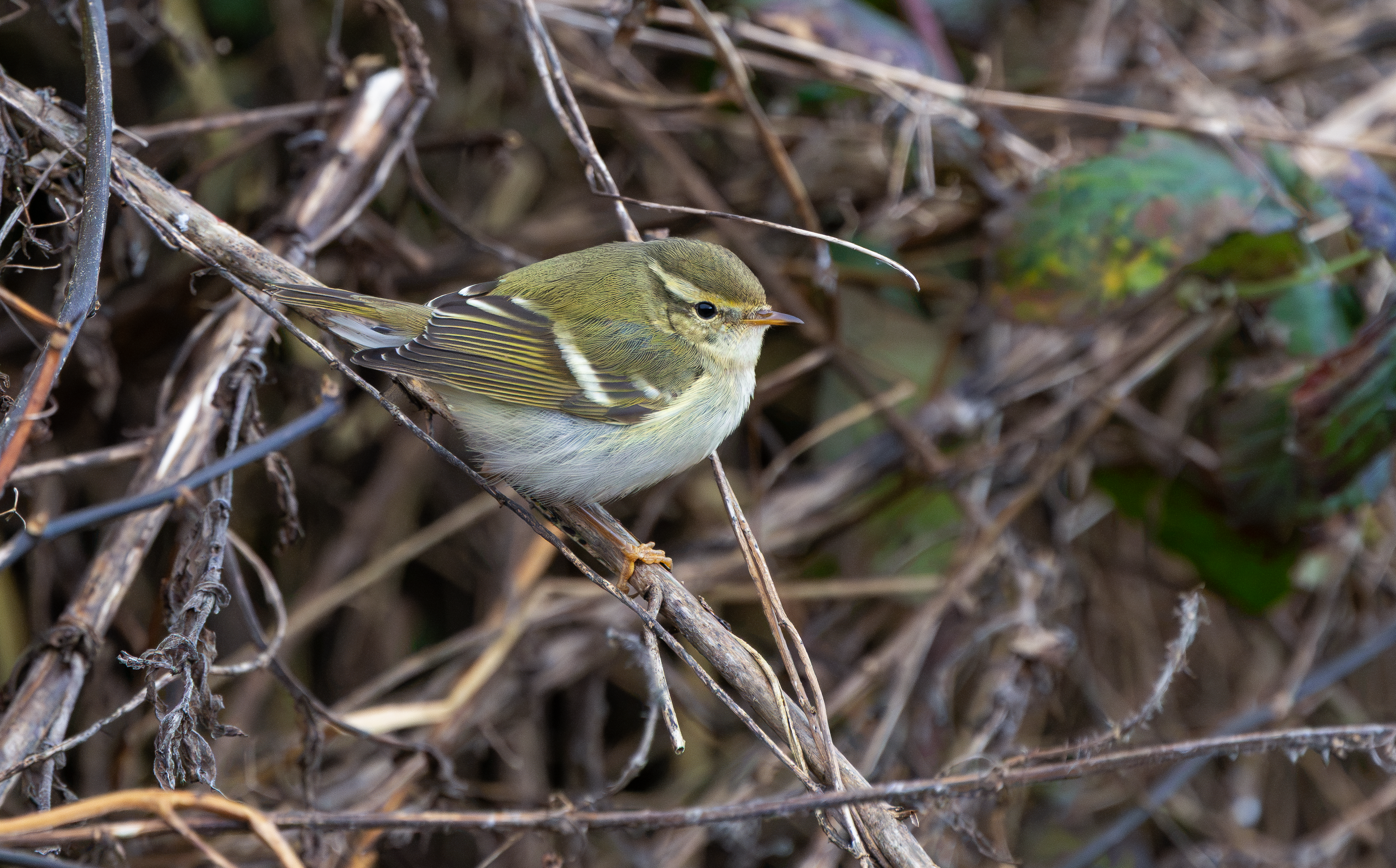 Yellow-browed Warbler, Hurley, Warwickshire