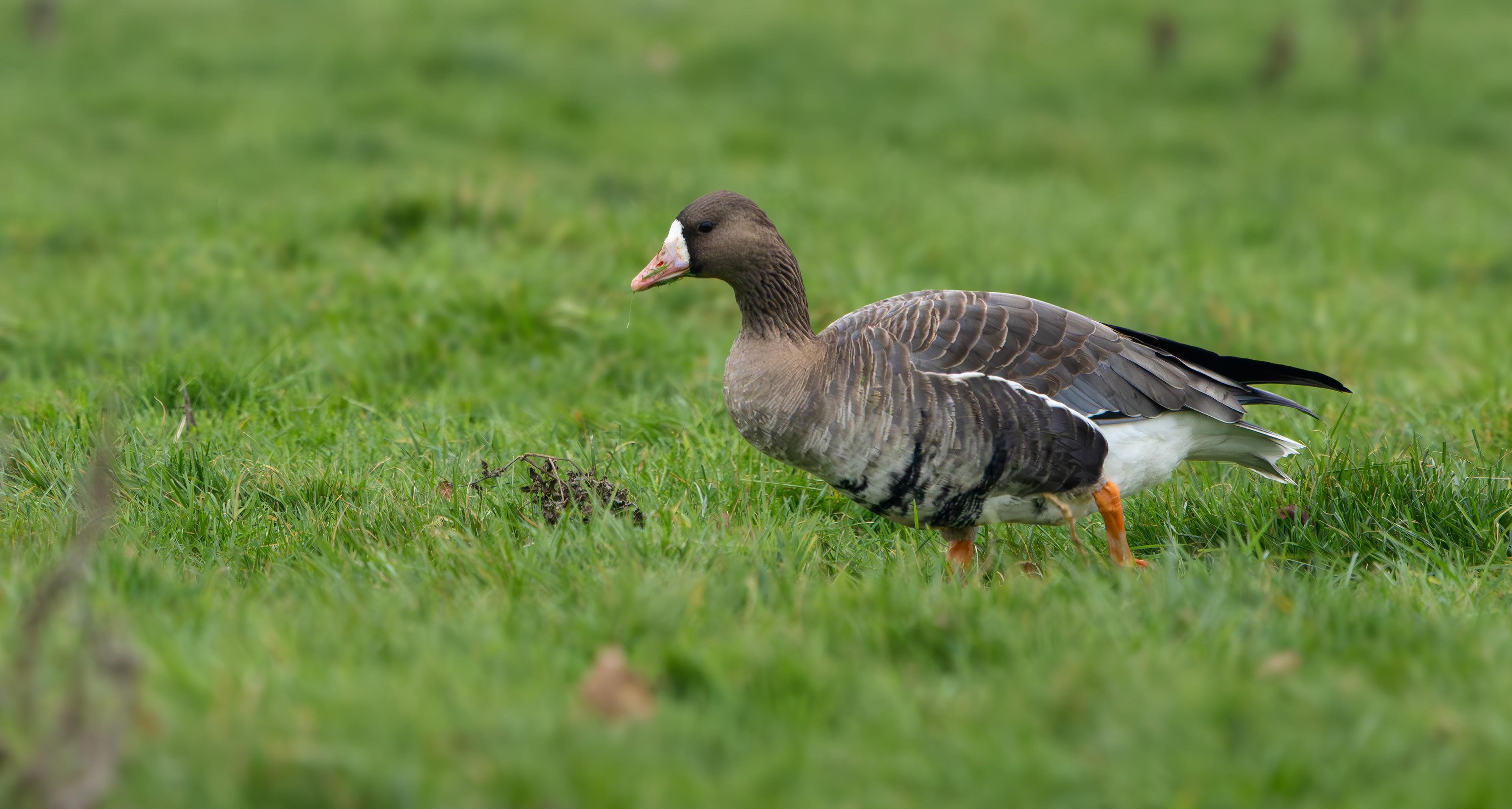 Russian White-fronted Goose, Stoke Bardolph, Nottinghamshire