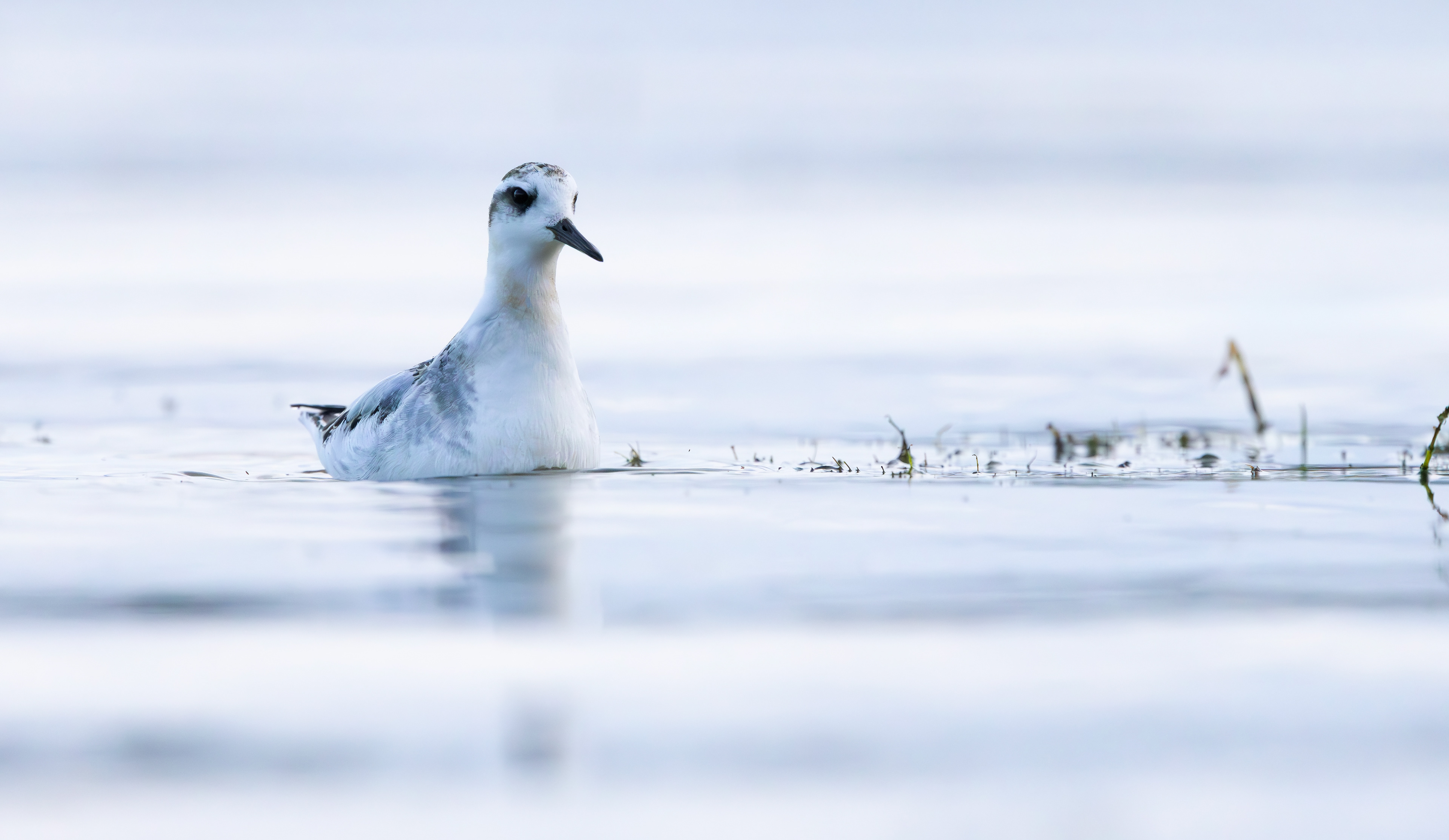 Grey Phalarope, Rutland Water, Leicestershire & Rutland