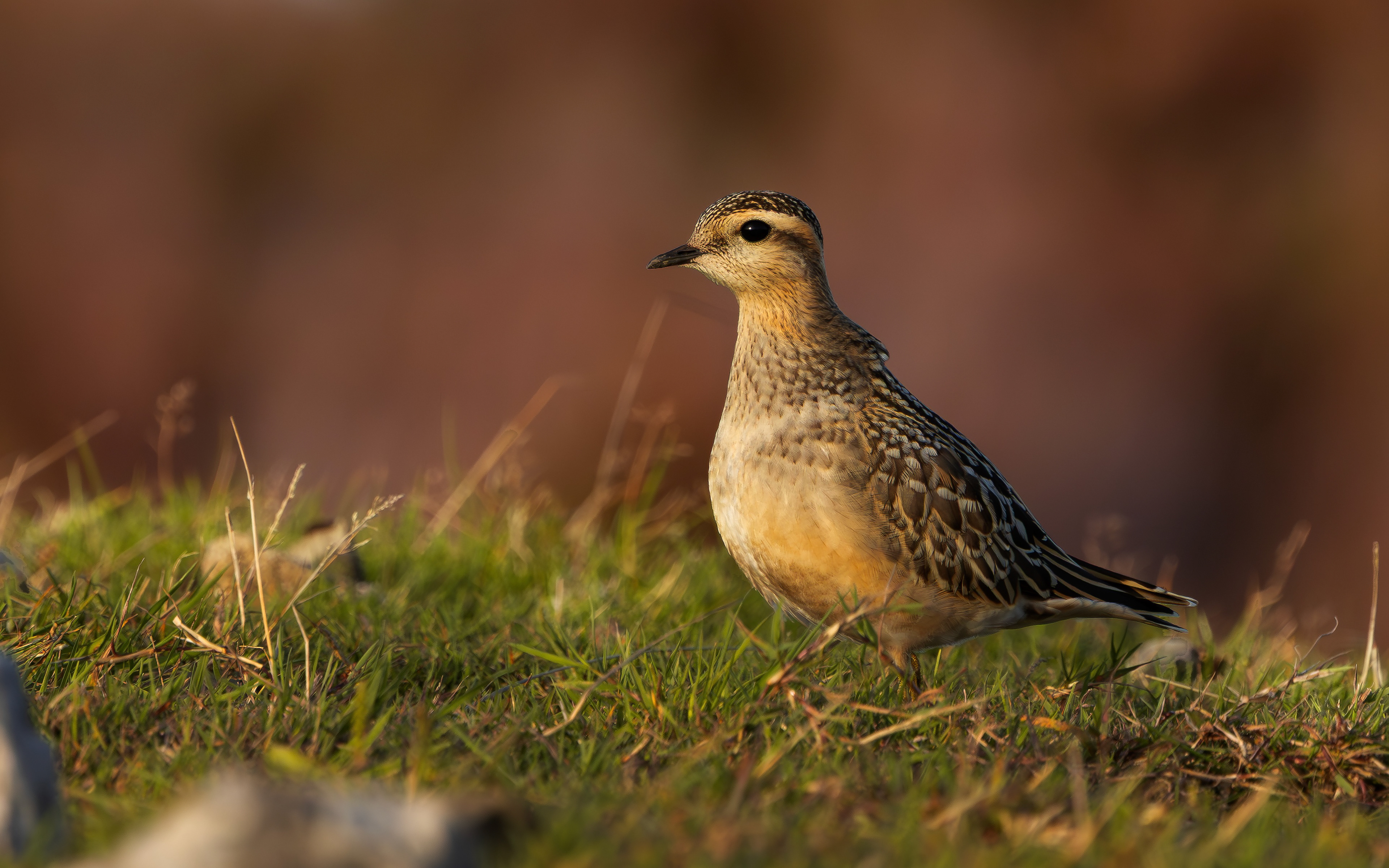 Eurasian Dotterel, Burbage Moor, South Yorkshire