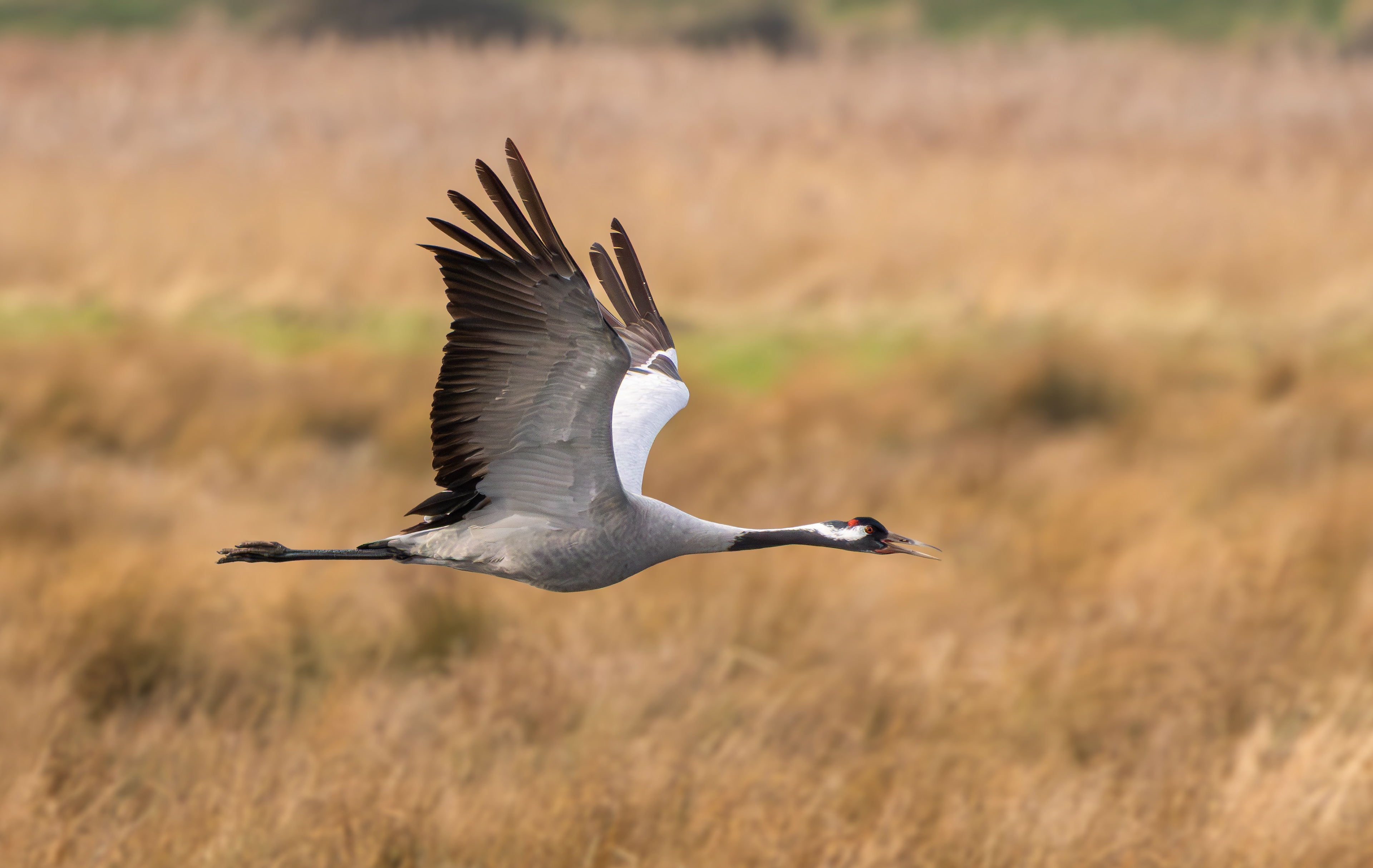 Common Crane, Willow Tree Fen LWT, Lincolnshire