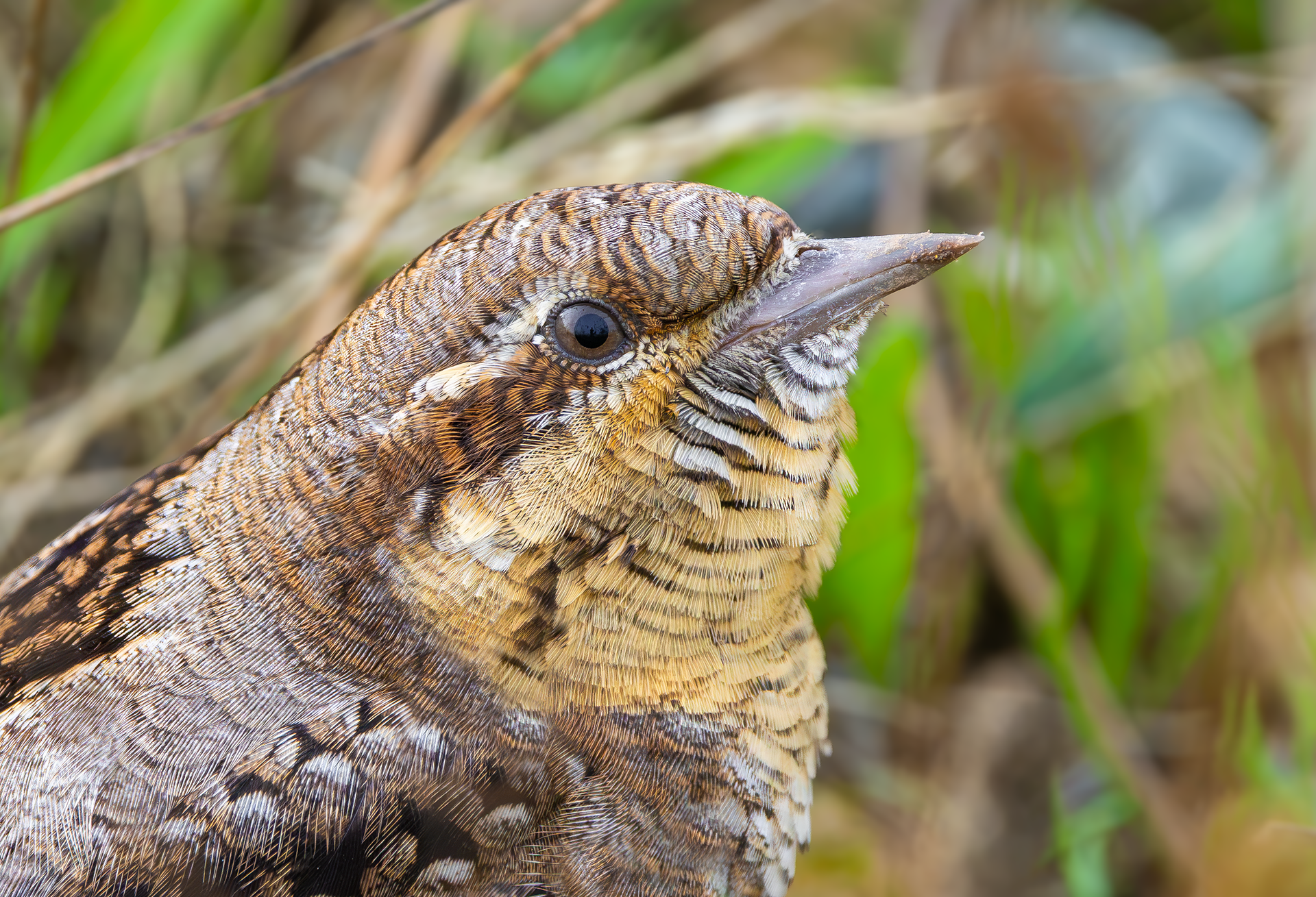 Wryneck, Freiston Shore RSPB, Lincolnshire