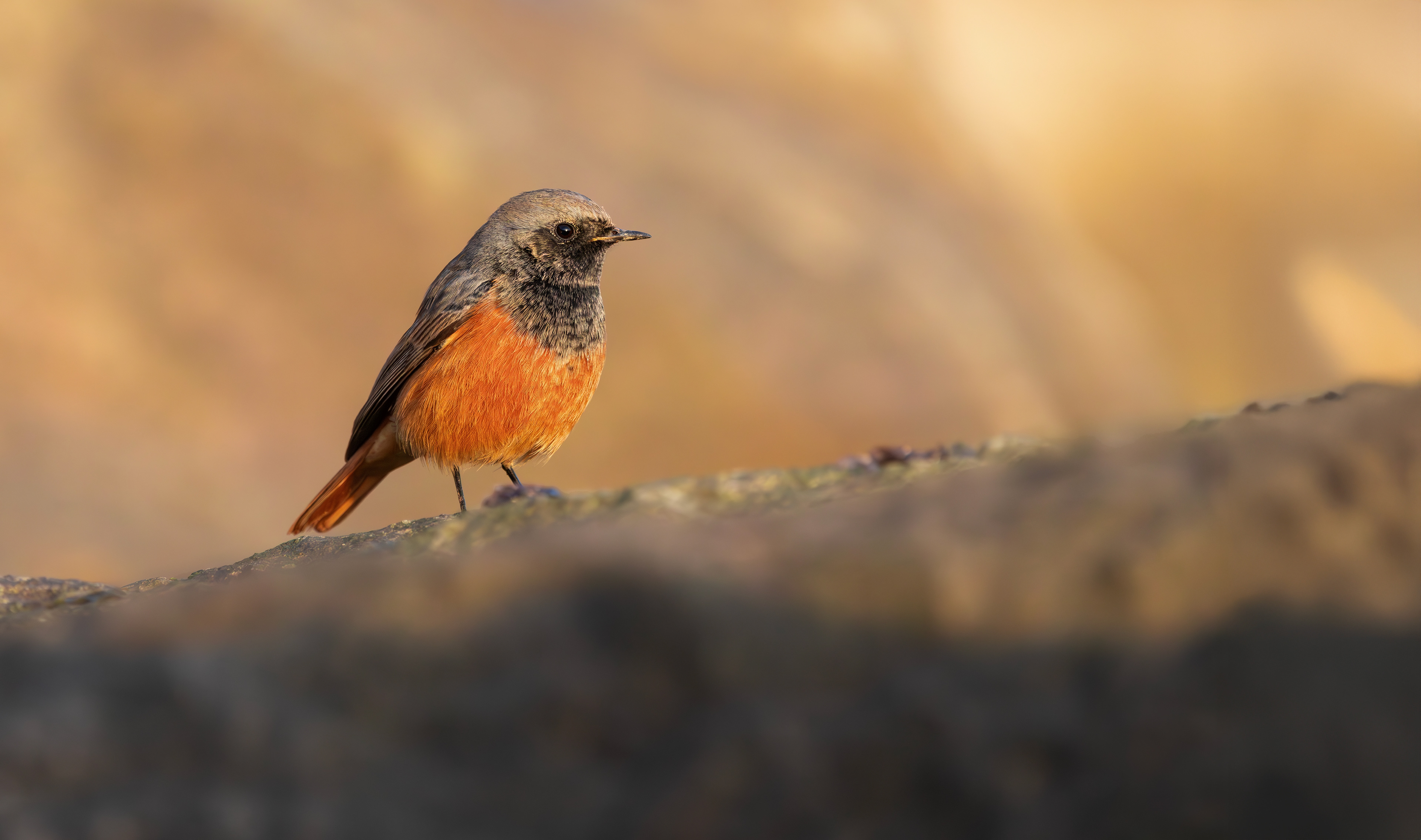 Eastern Black Redstart, Filey Brigg, North Yorkshire