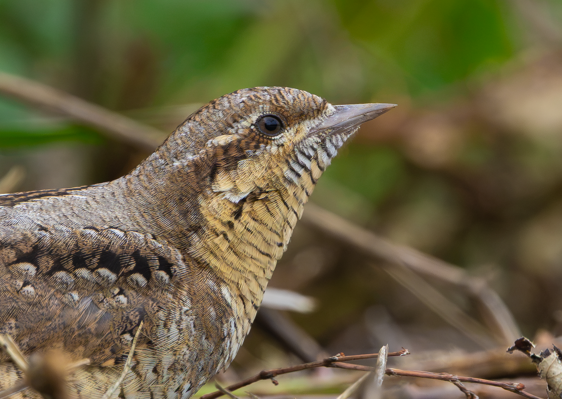  Wryneck, Freiston Shore RSPB, Lincolnshire