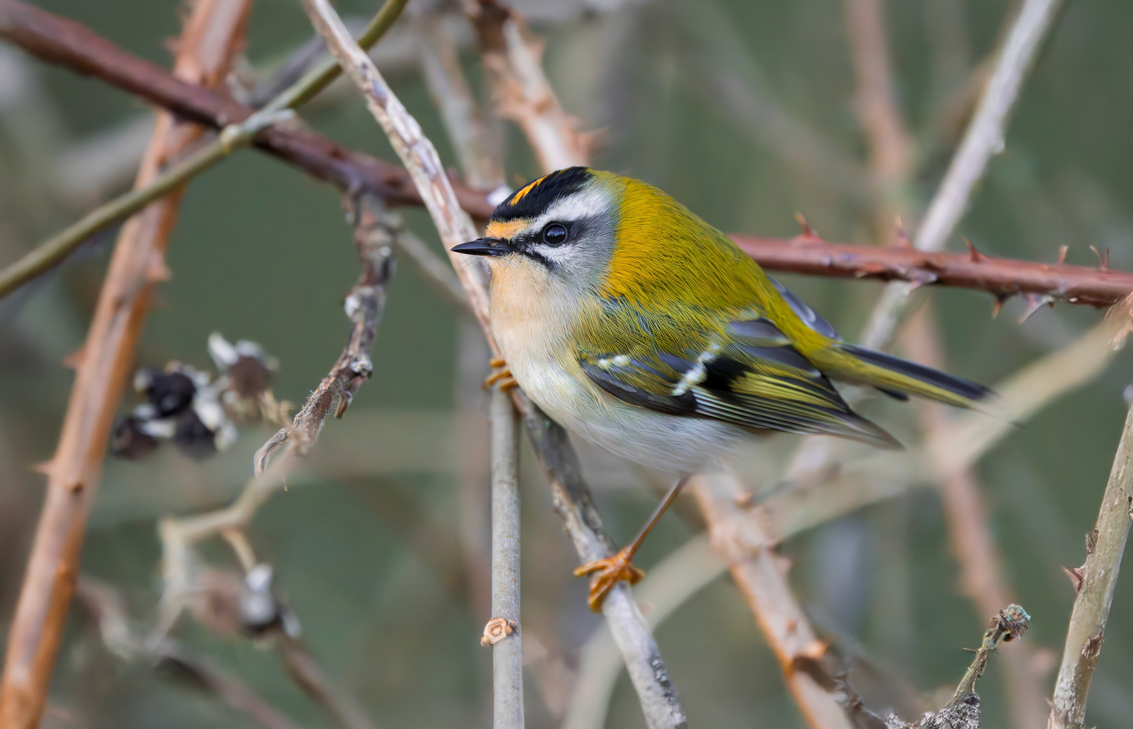 Firecrest, Titchwell RSPB, Norfolk