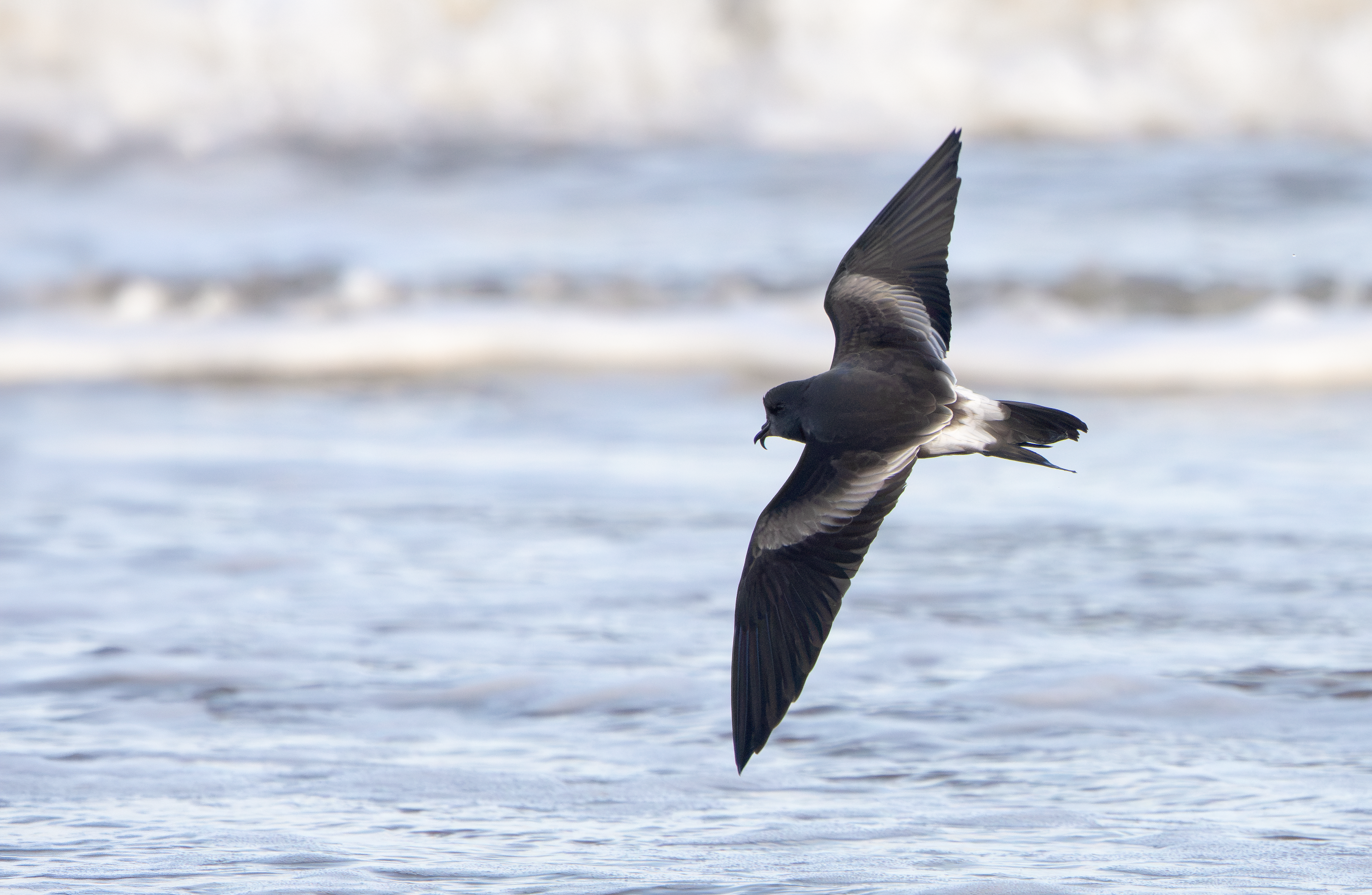 Leach's Storm Petrel, Wallasey, Cheshire