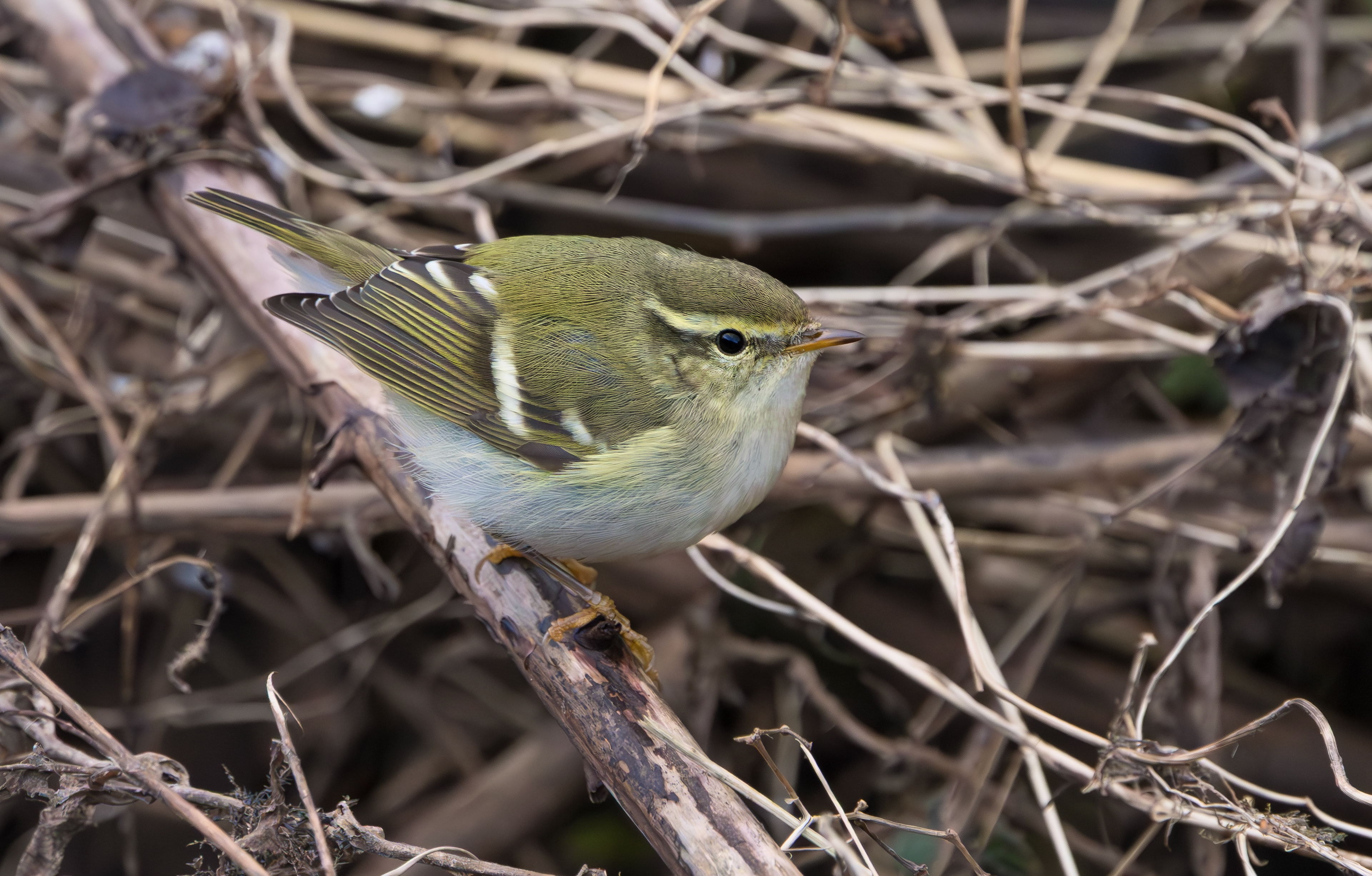 Yellow-browed Warbler, Hurley, Warwickshire