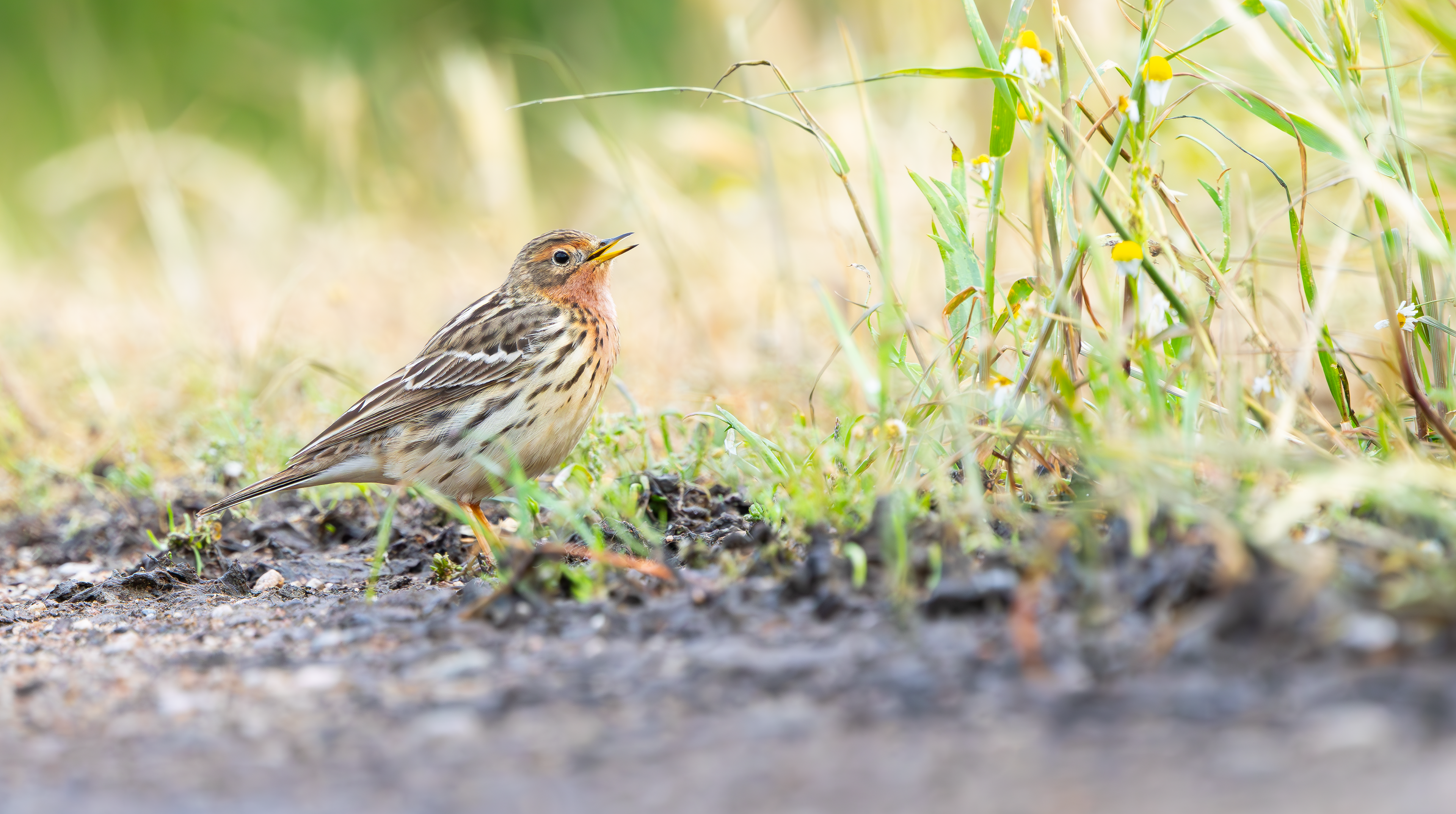 Red-throated Pipit