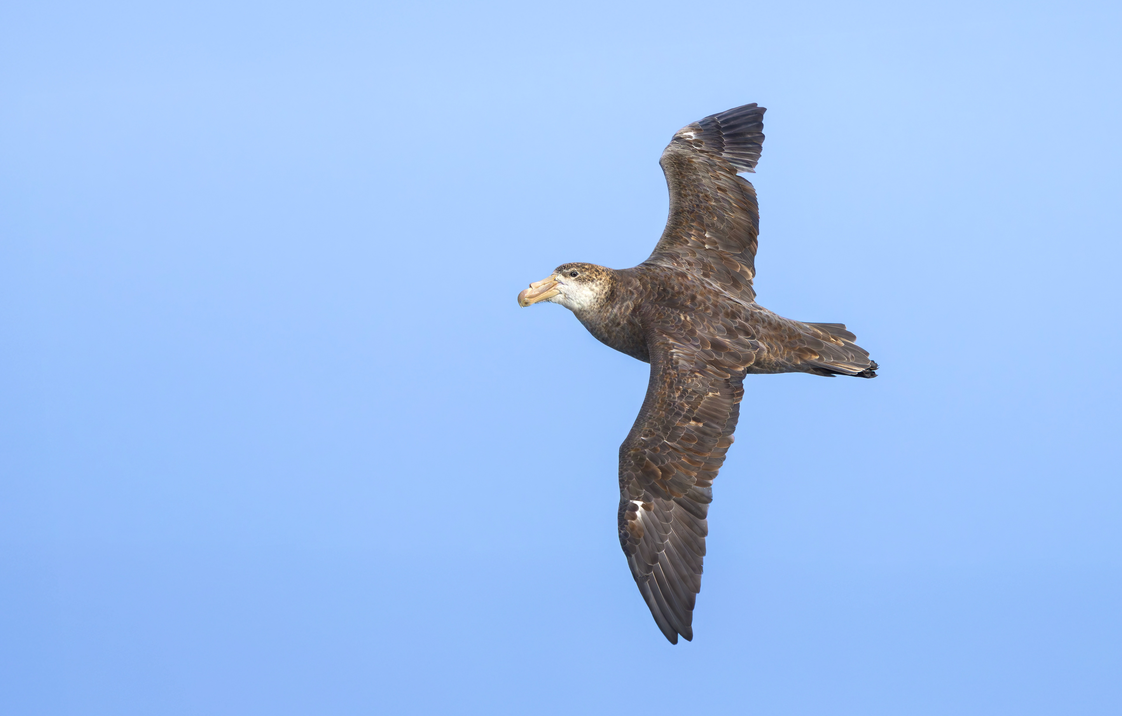 Northern Giant Petrel