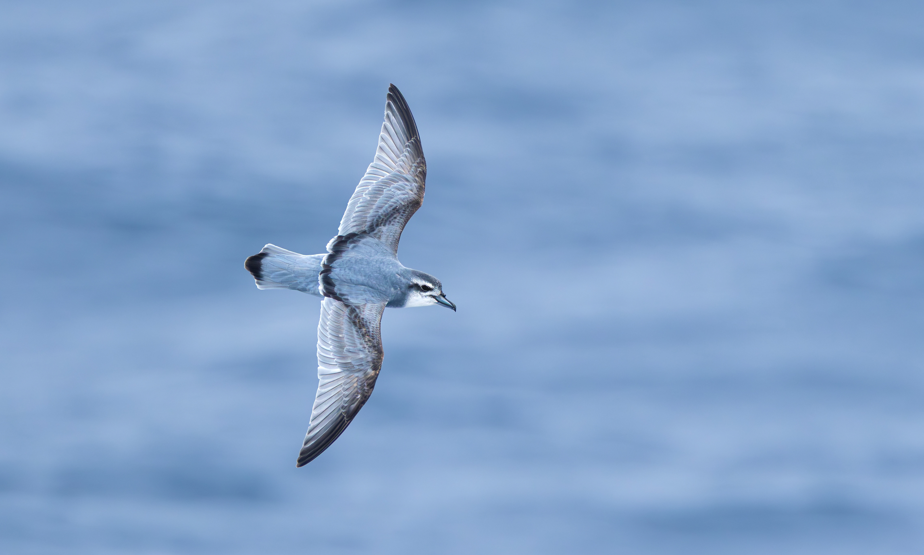 Salvin's Prion, Marion Island