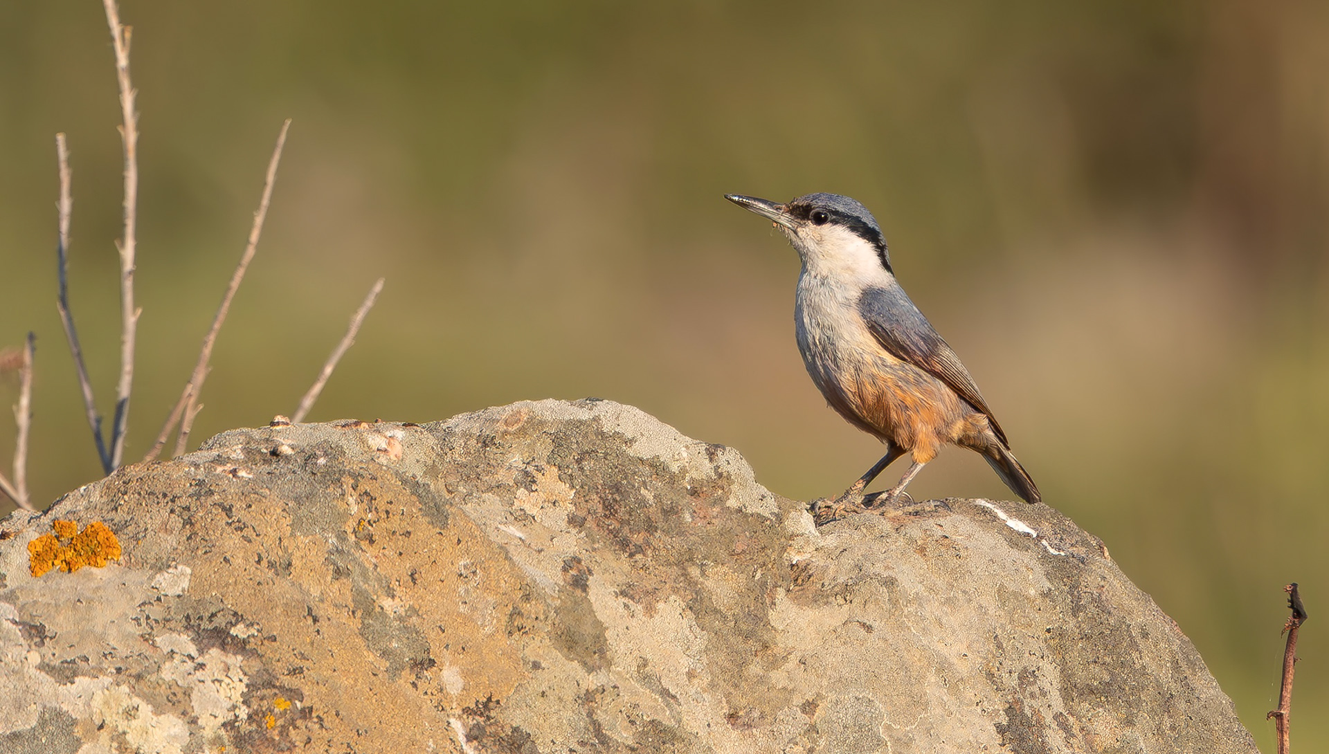 Western Rock Nuthatch