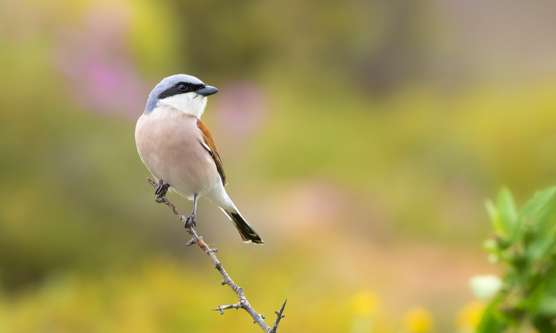 Red-backed Shrike