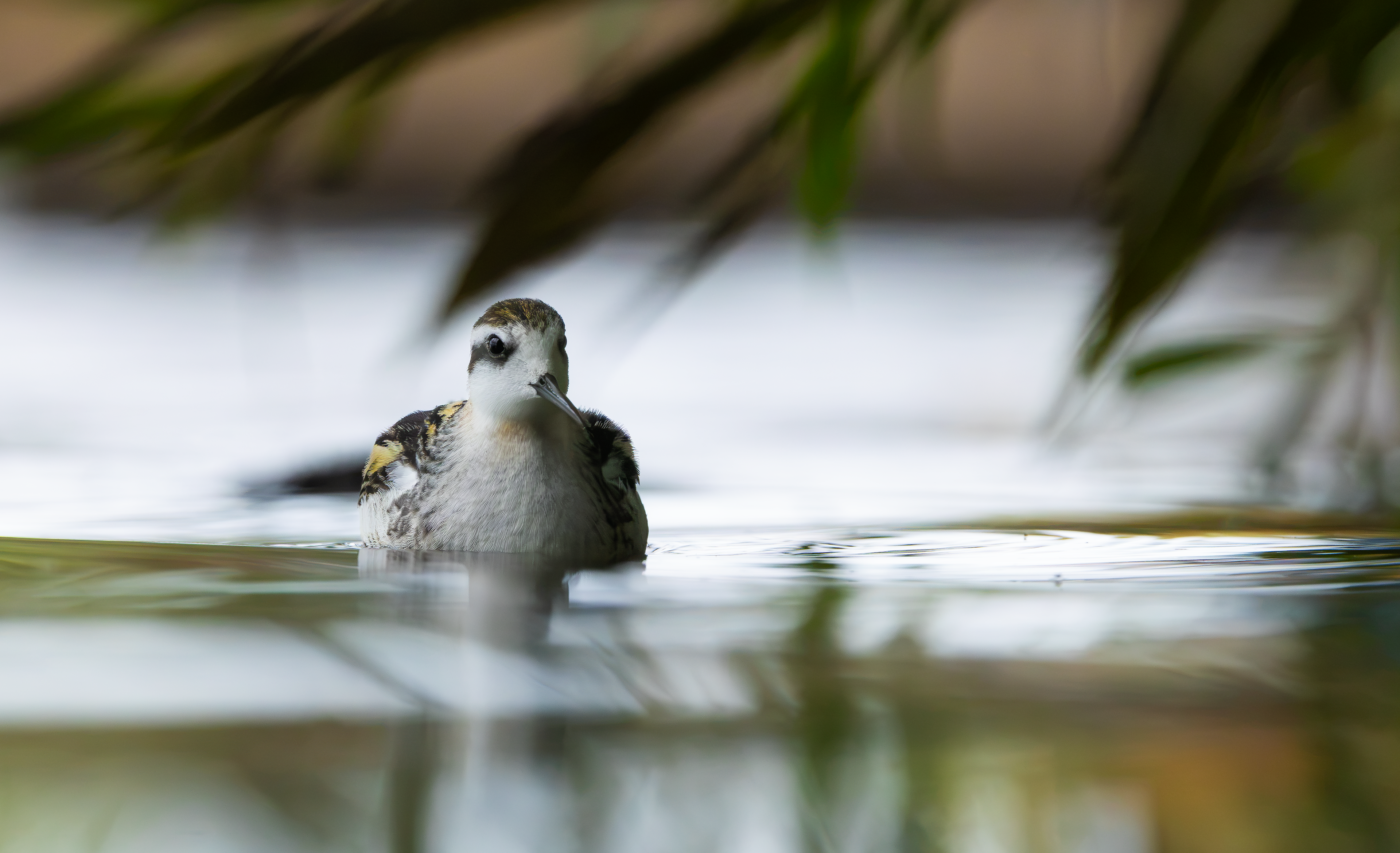 Red-necked Phalarope, Kingsbury Water Park, Warwickshire