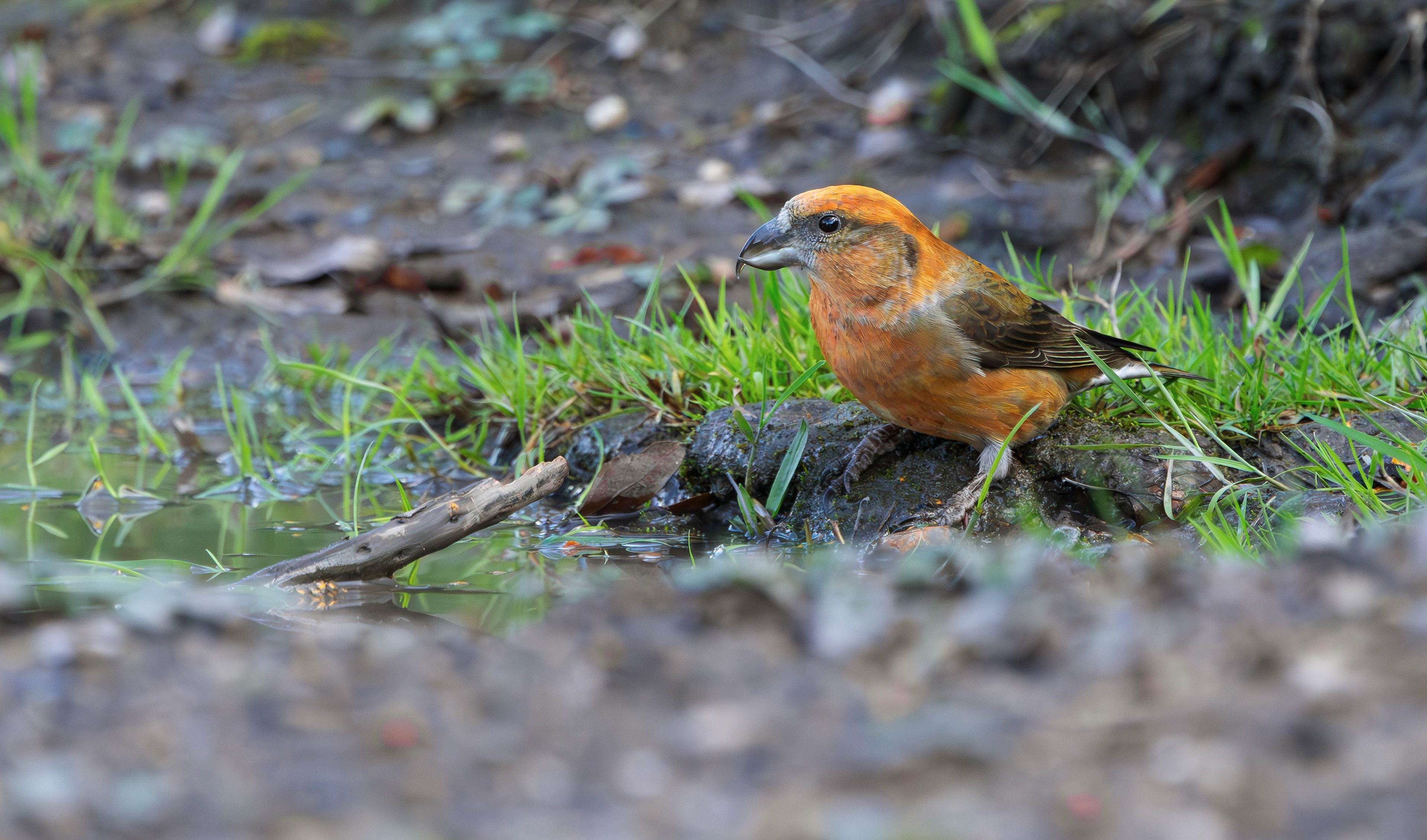 Common Crossbill, Nottinghamshire