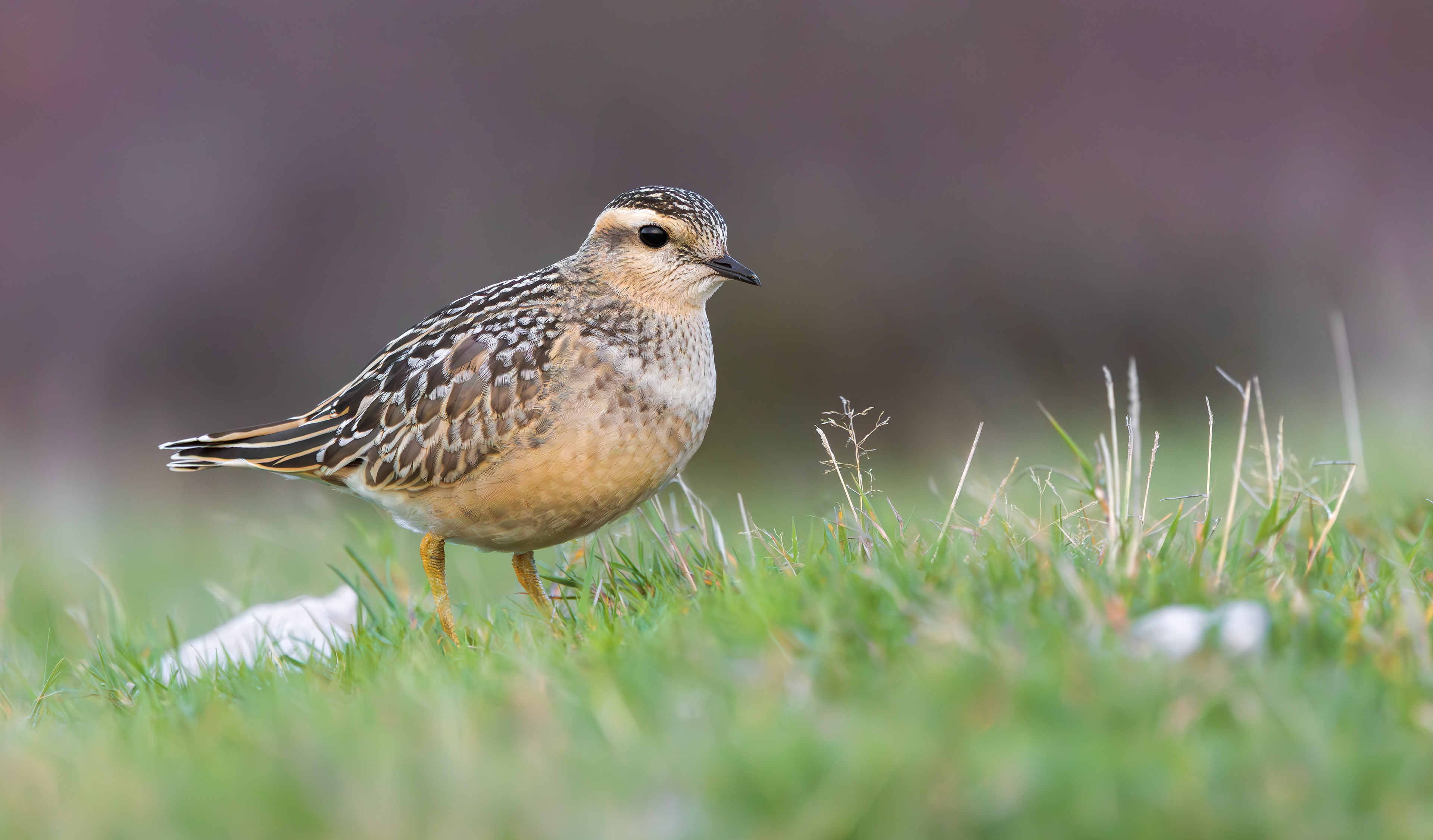 Eurasian Dotterel, Burbage Moor, South Yorkshire