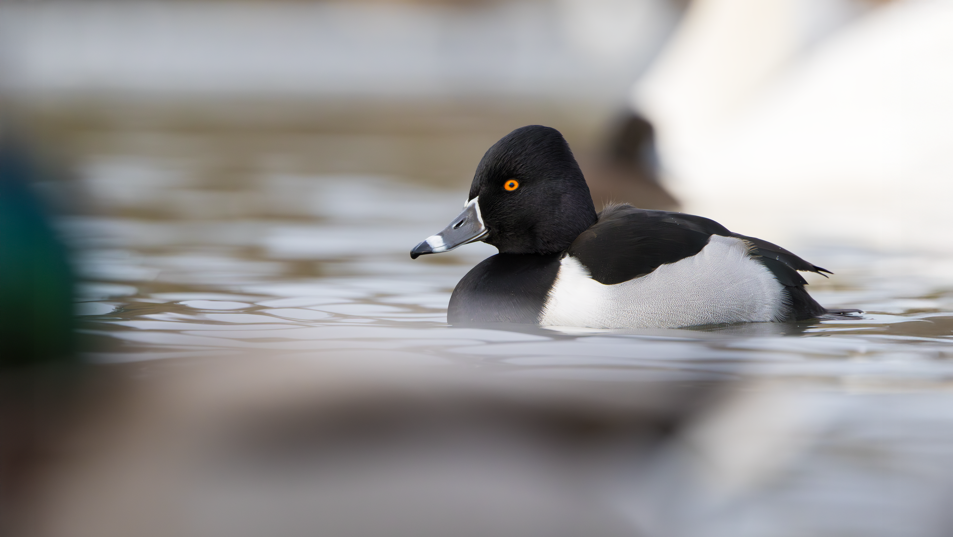 Ring-necked Duck, Straw's Bridge, Derbyshire