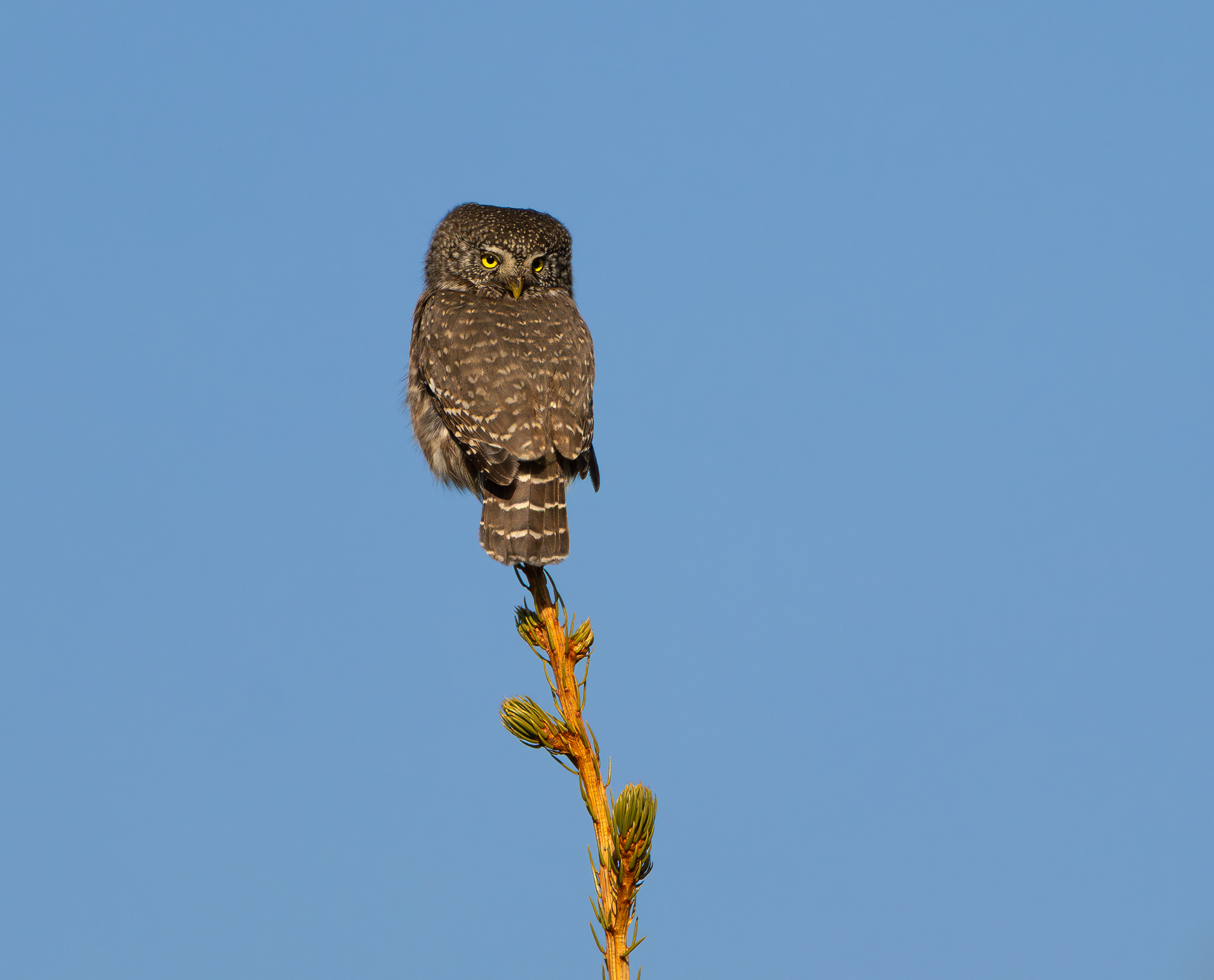 Eurasian Pygmy Owl