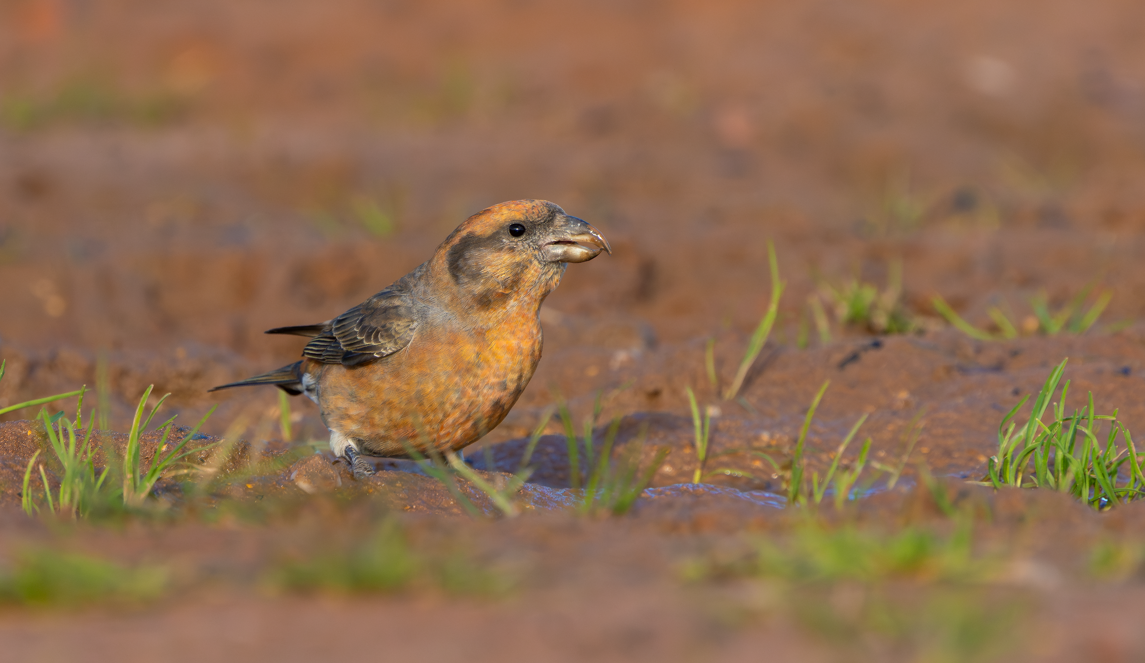 Common Crossbill, Nottinghamshire